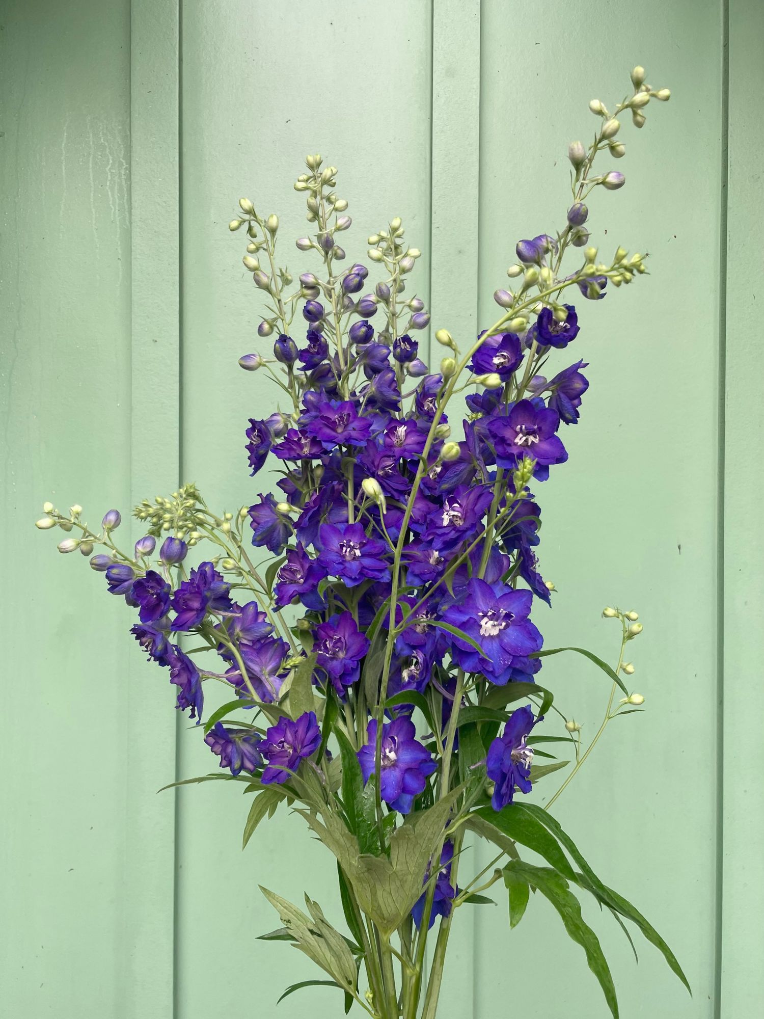 DELPHINIUM elatum Magic Fountains