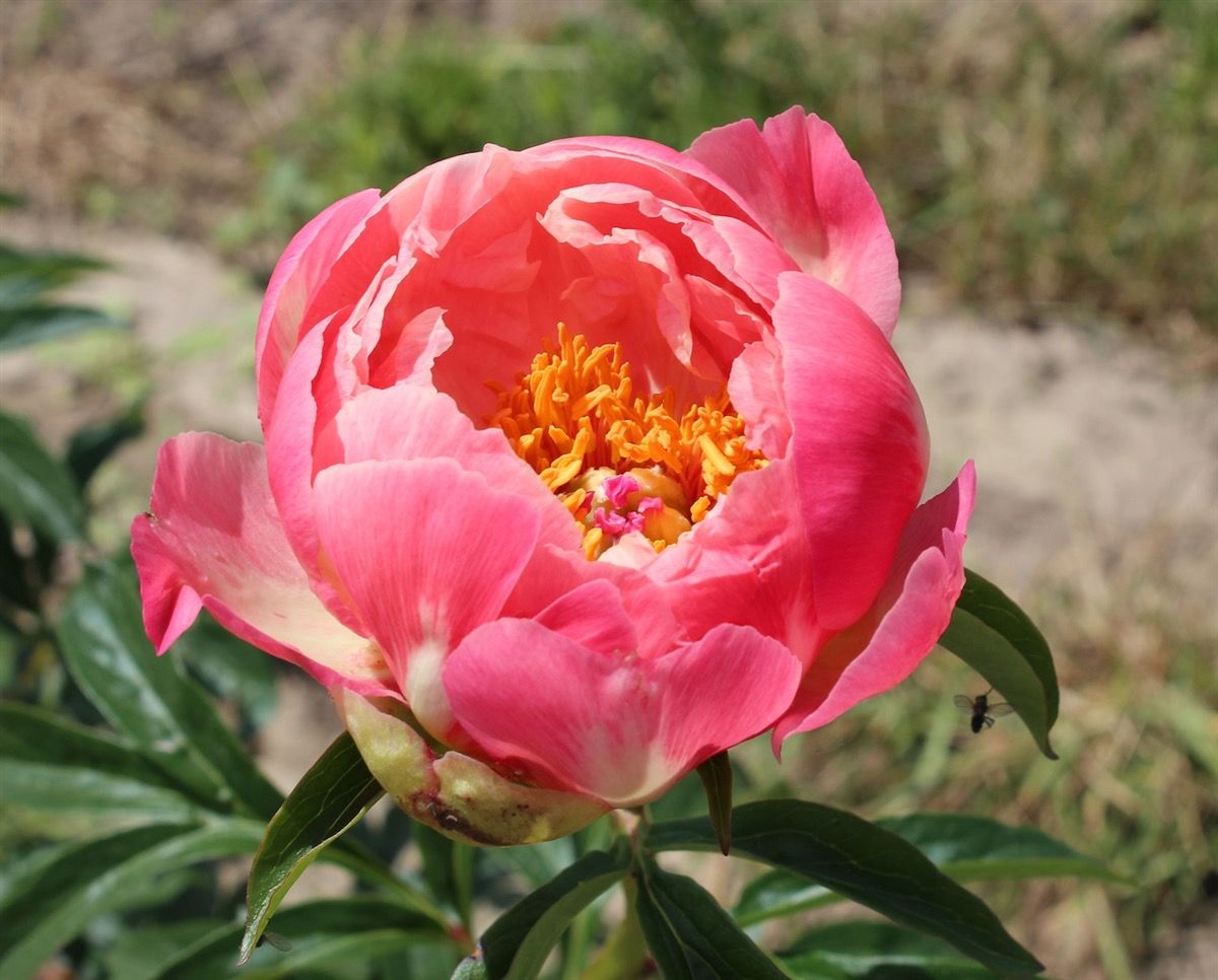 PAEONIA lactiflora Coral Charm