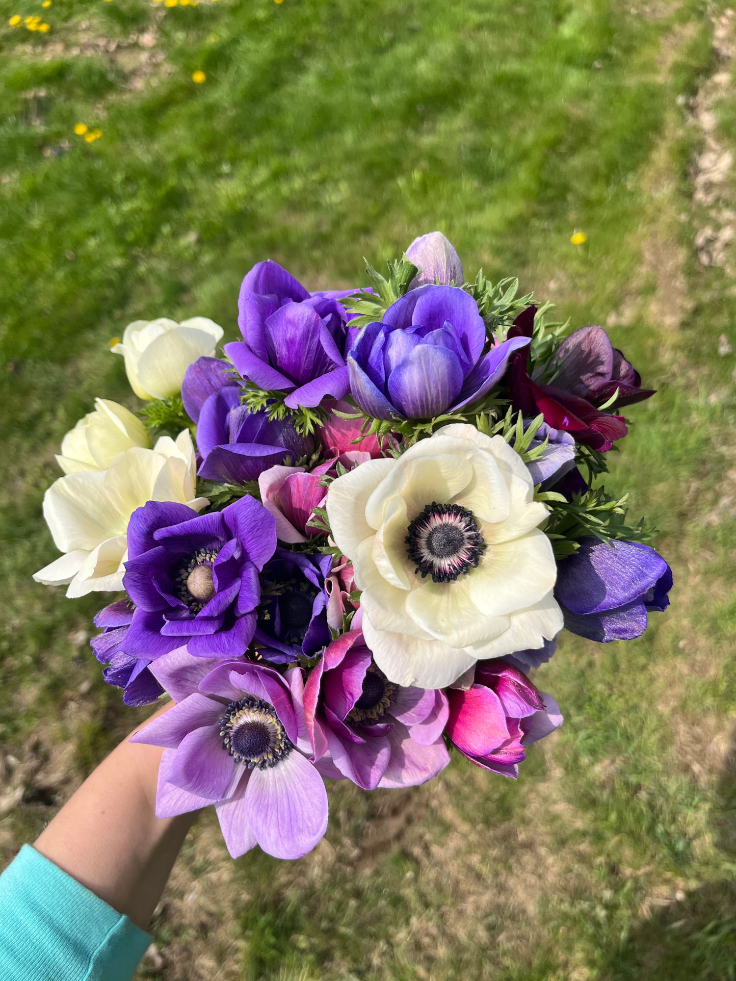 ANEMONE coronaria Mistral Plus