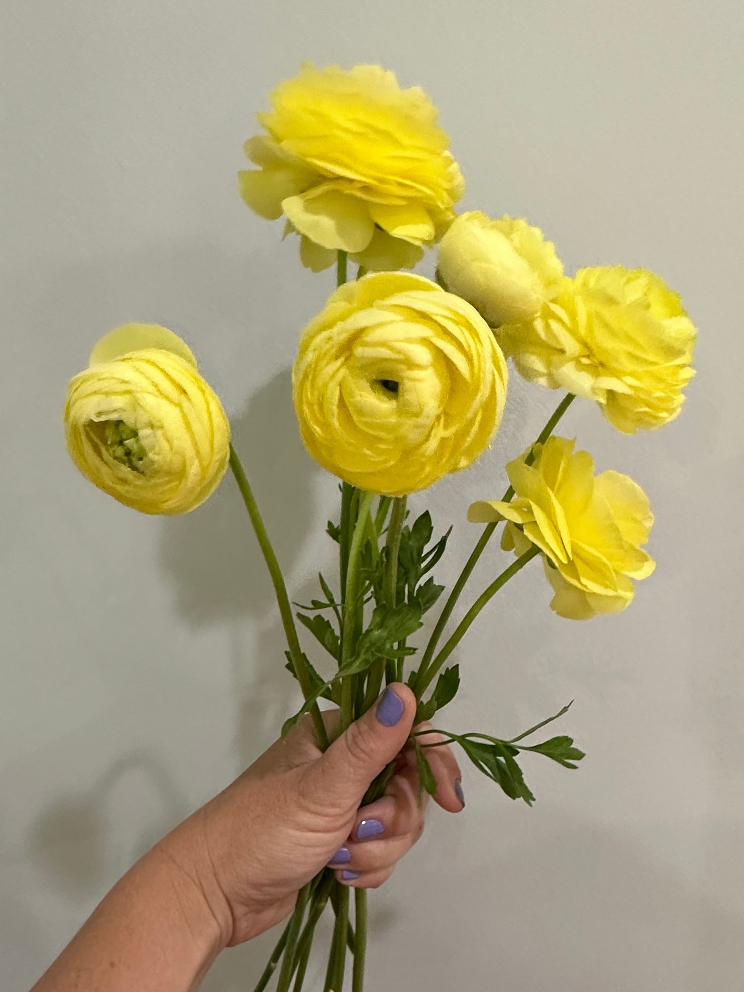 RANUNCULUS Amandine Pastel Lemon
