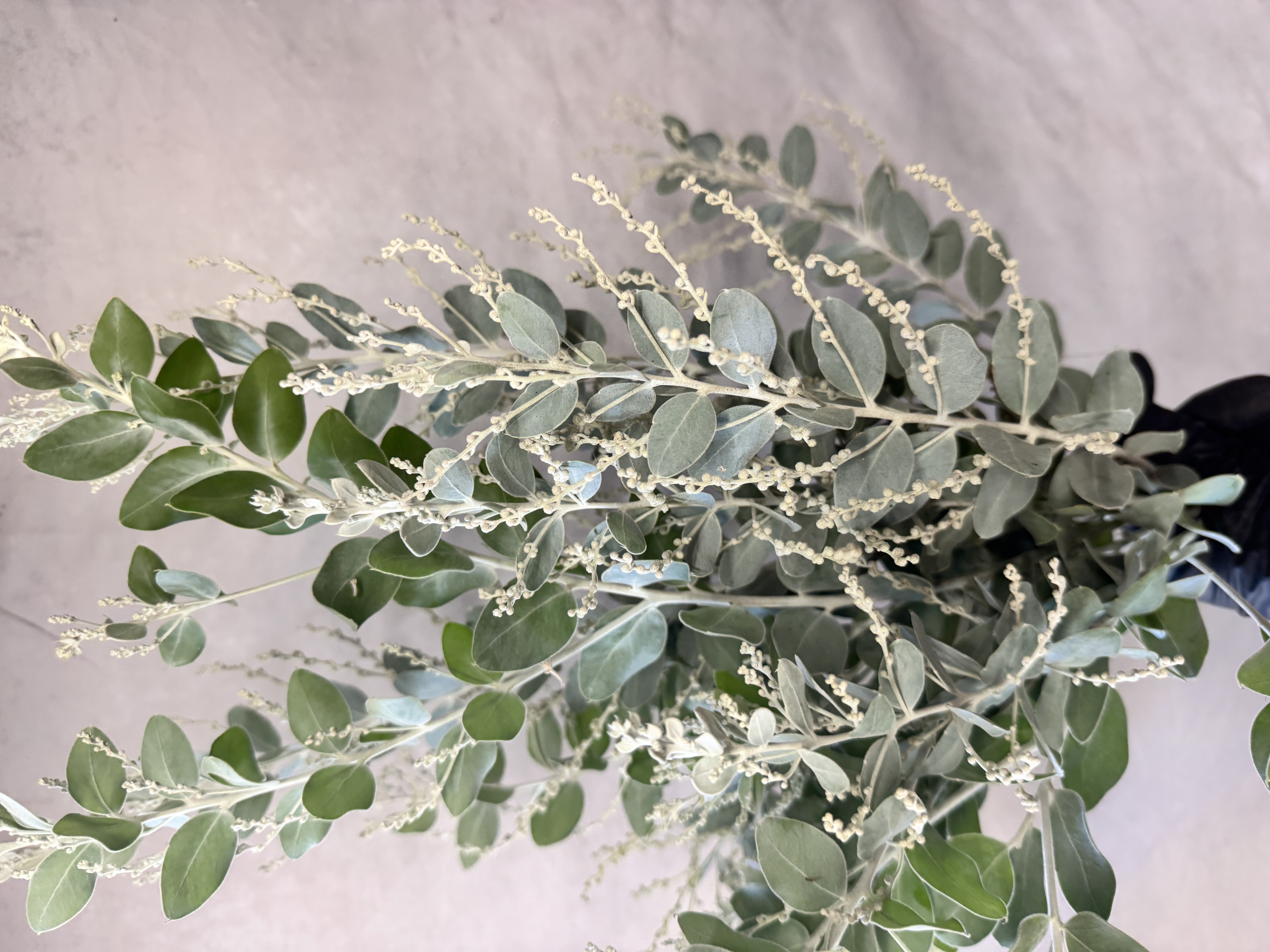 ACACIA cultriformis