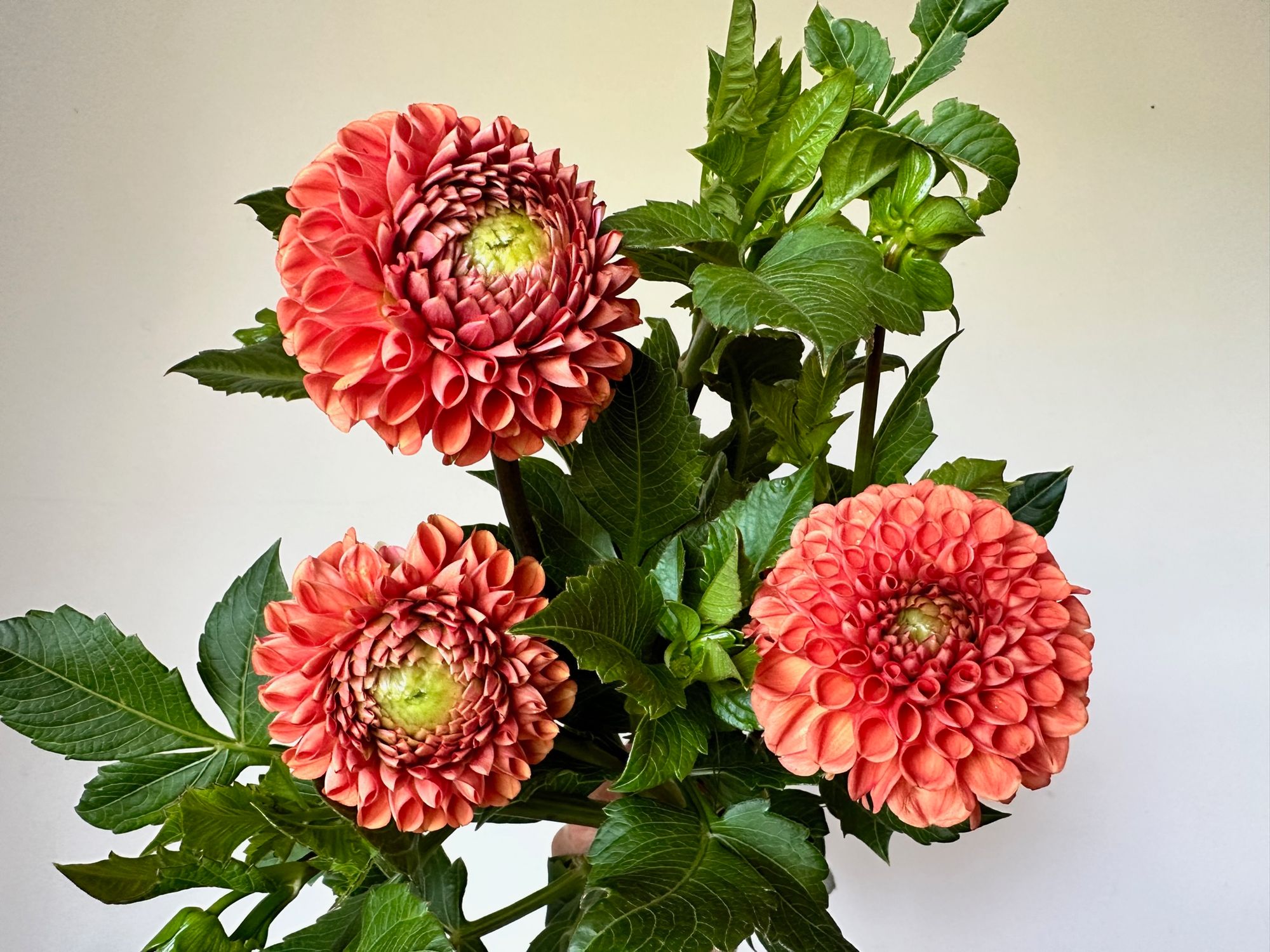 DAHLIA Cornel Bronze