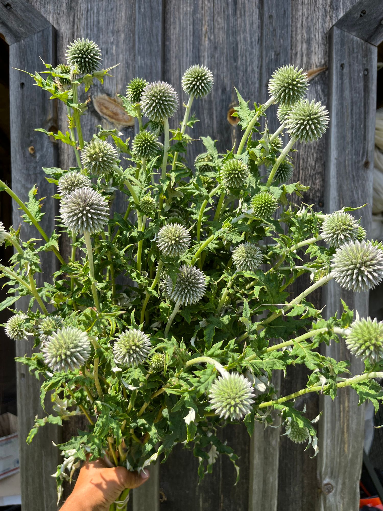 ECHINOPS bannaticus