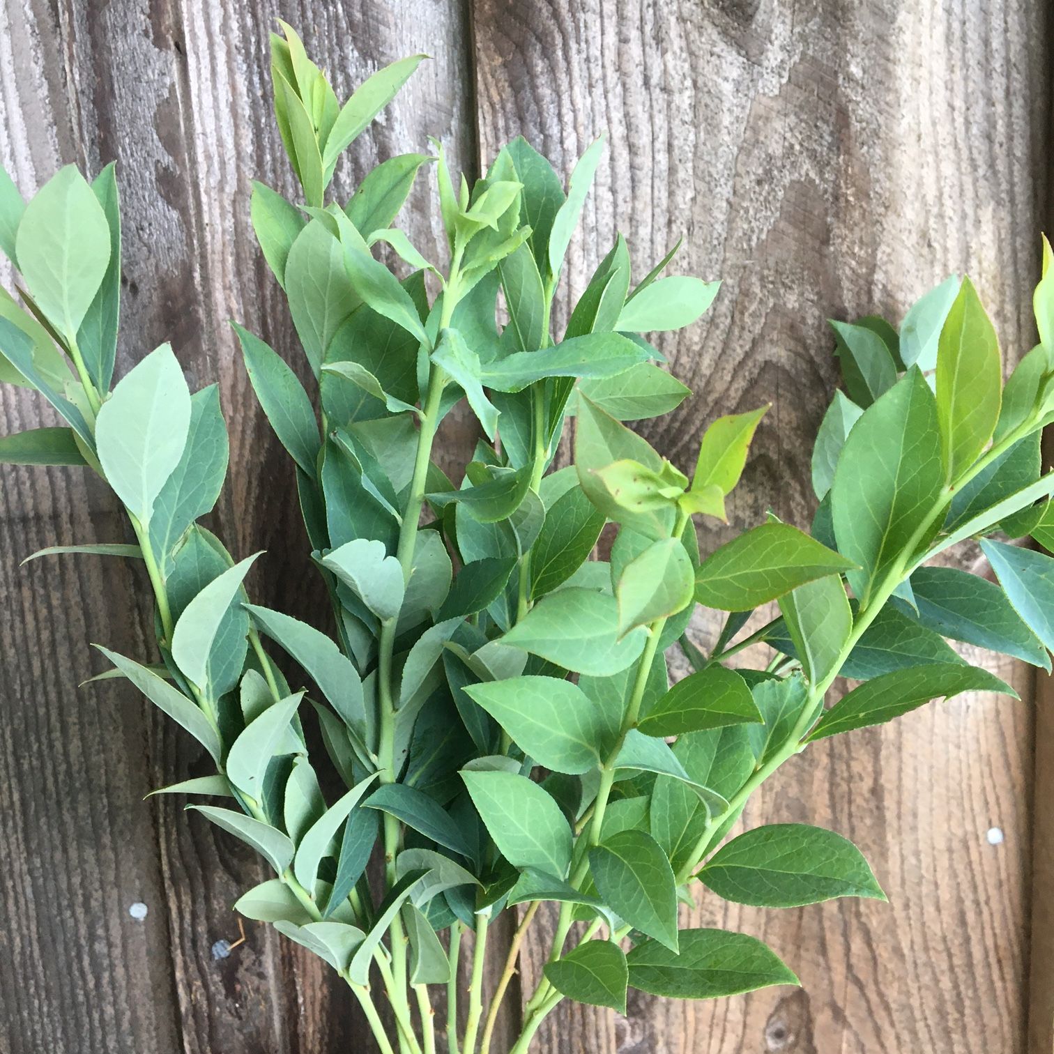 VACCINIUM corymbosum