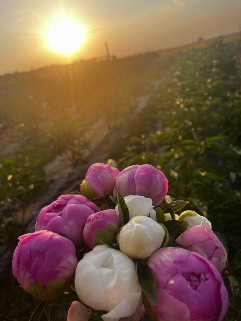 PAEONIA