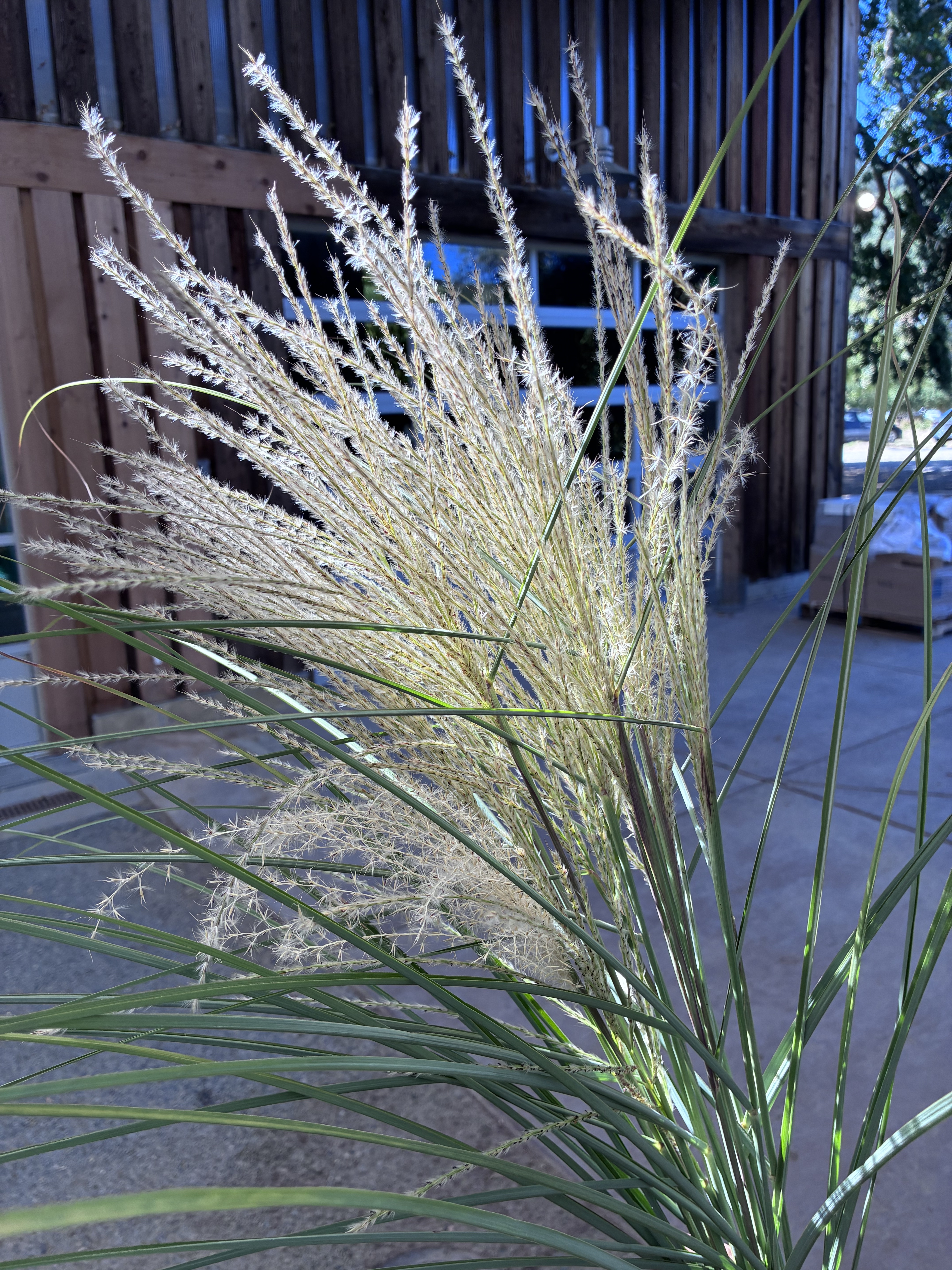 ORNAMENTAL GRASS