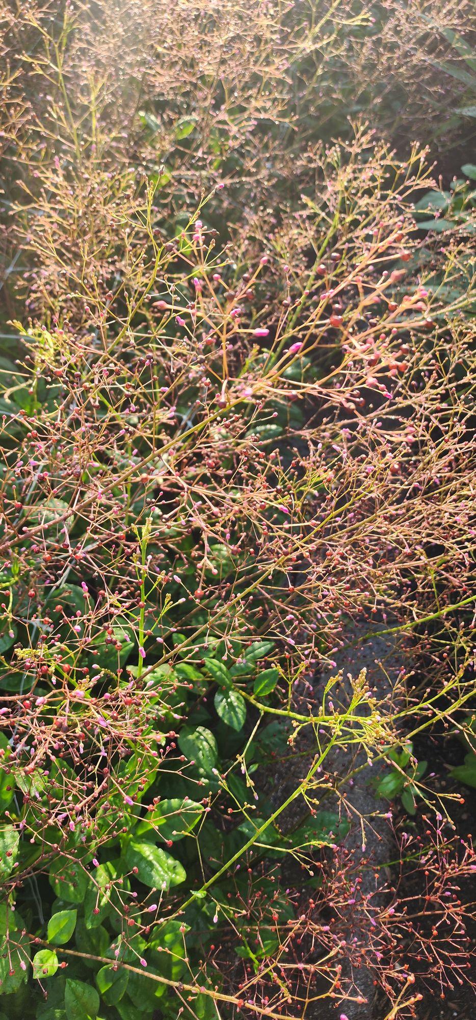 TALINUM paniculatum