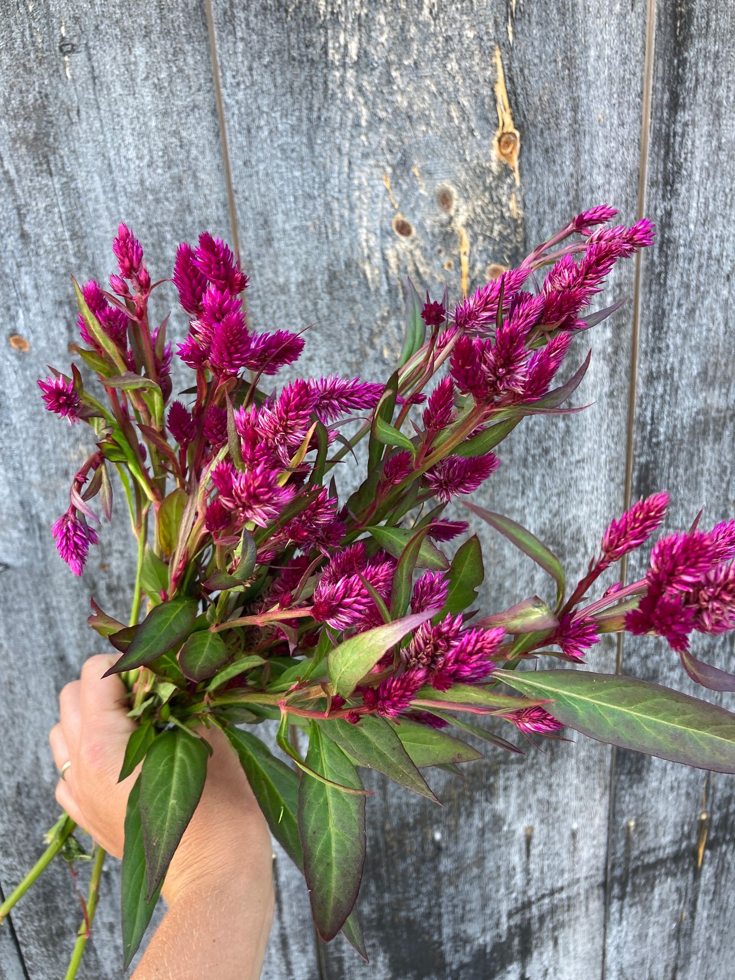 CELOSIA argentea spicata Ruby Parfait