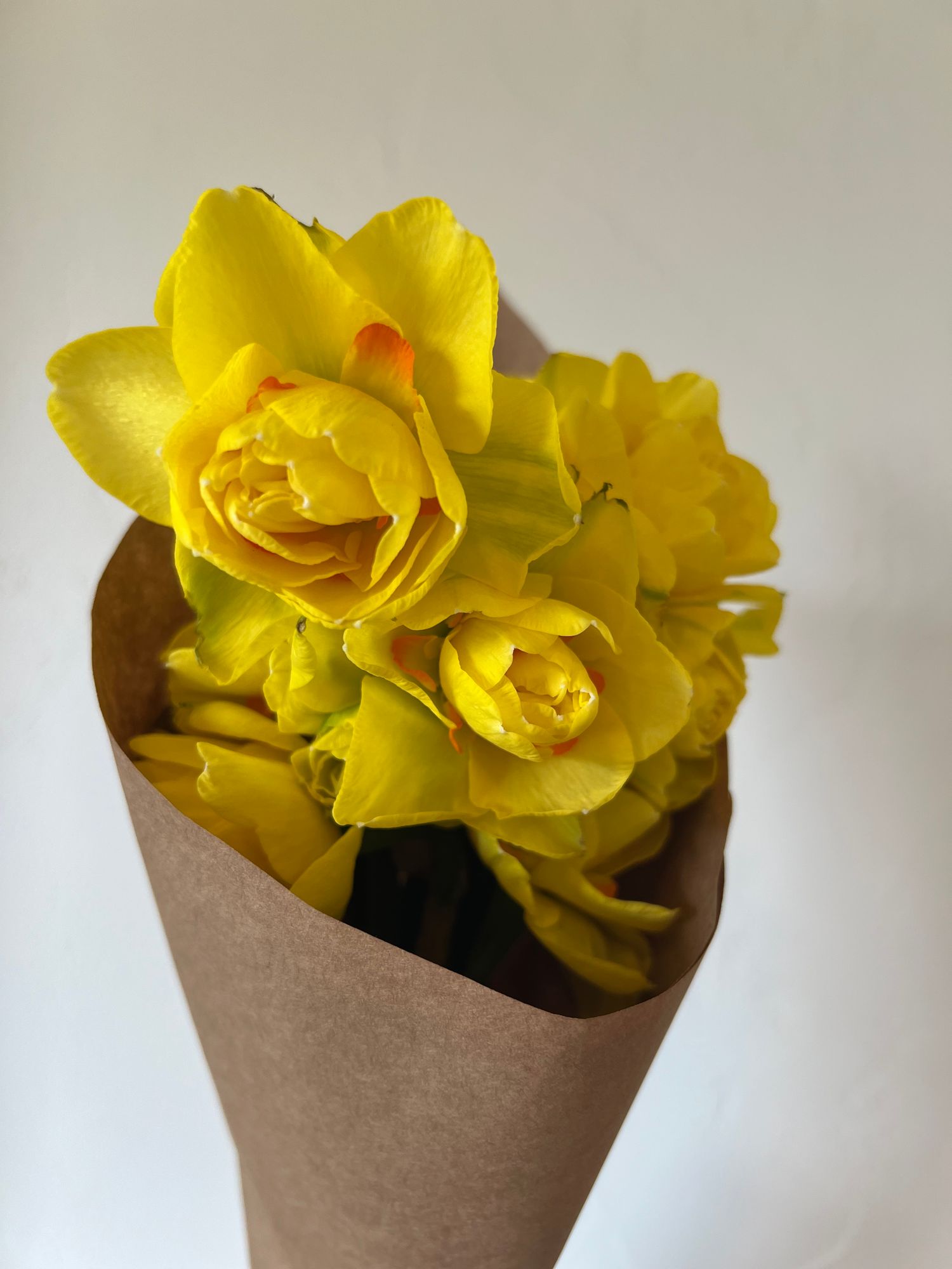 NARCISSUS Tahiti
