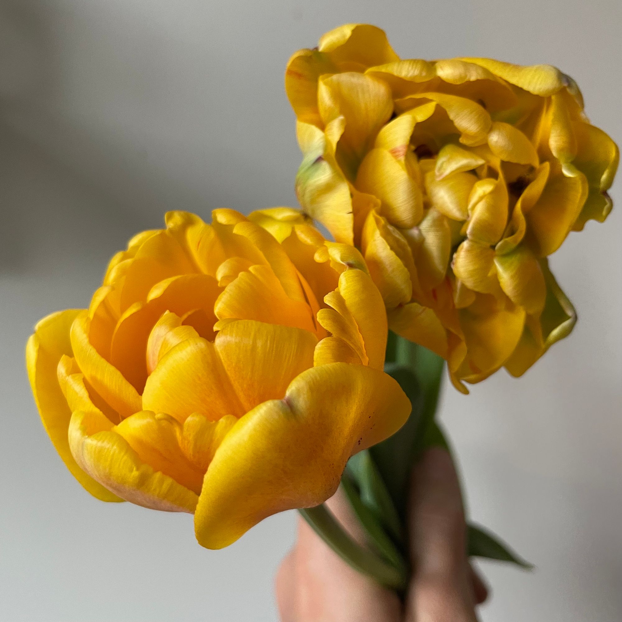 TULIPA Yellow Pomponette