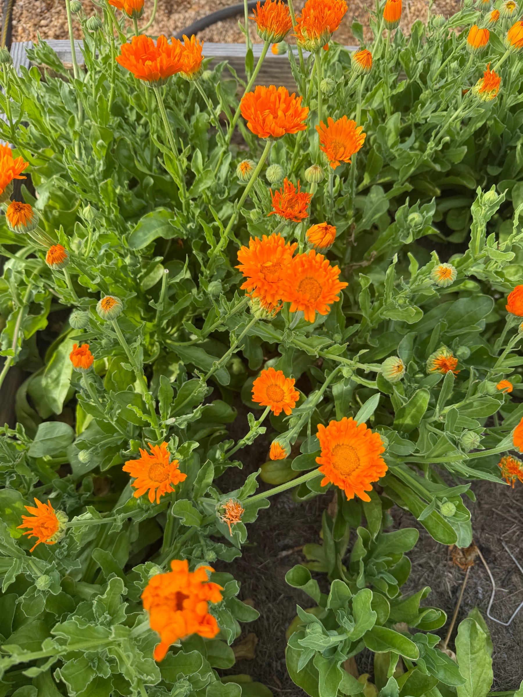 CALENDULA officinalis