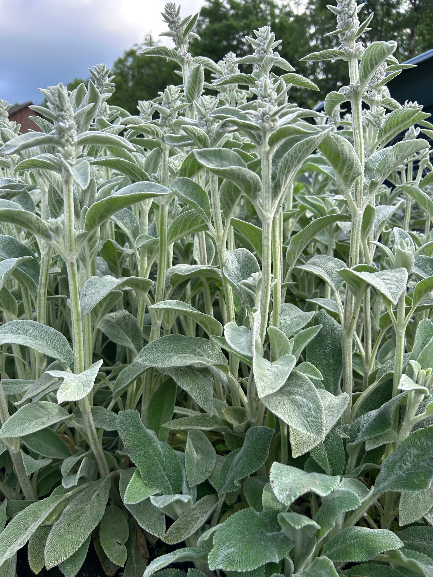 STACHYS byzantina