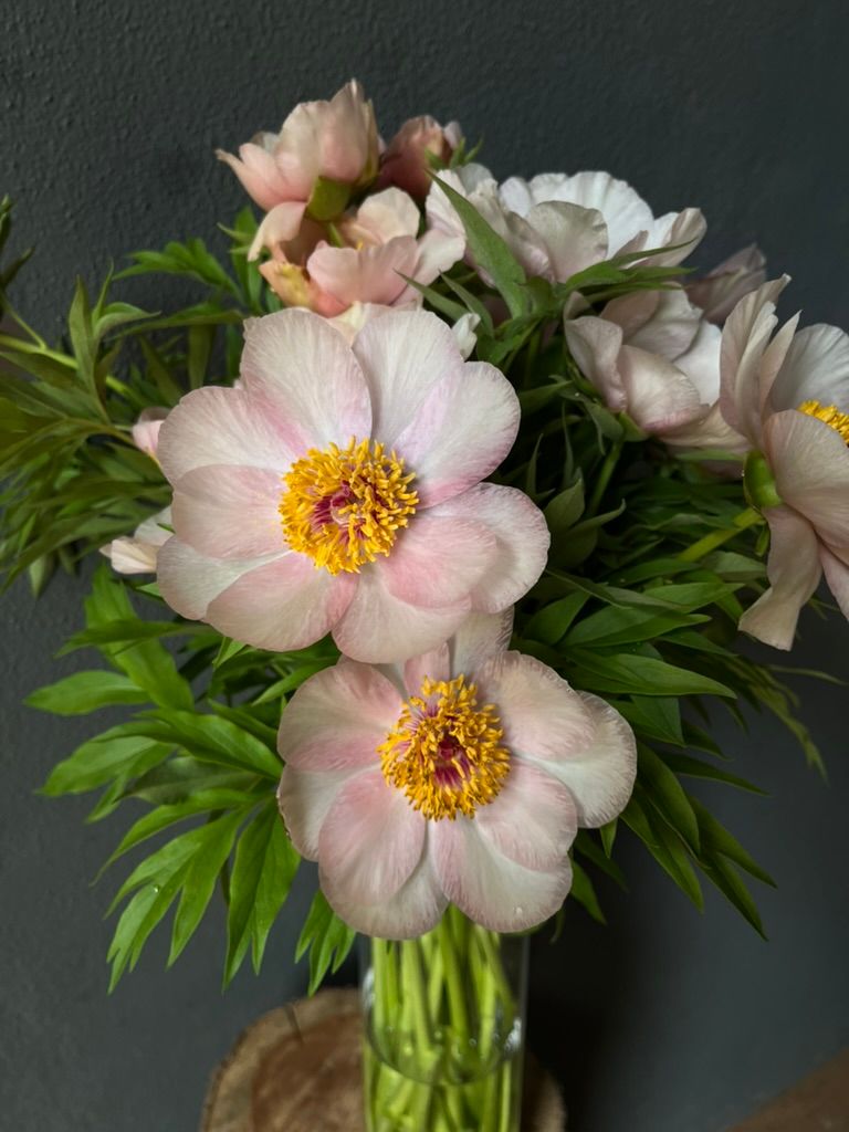PAEONIA