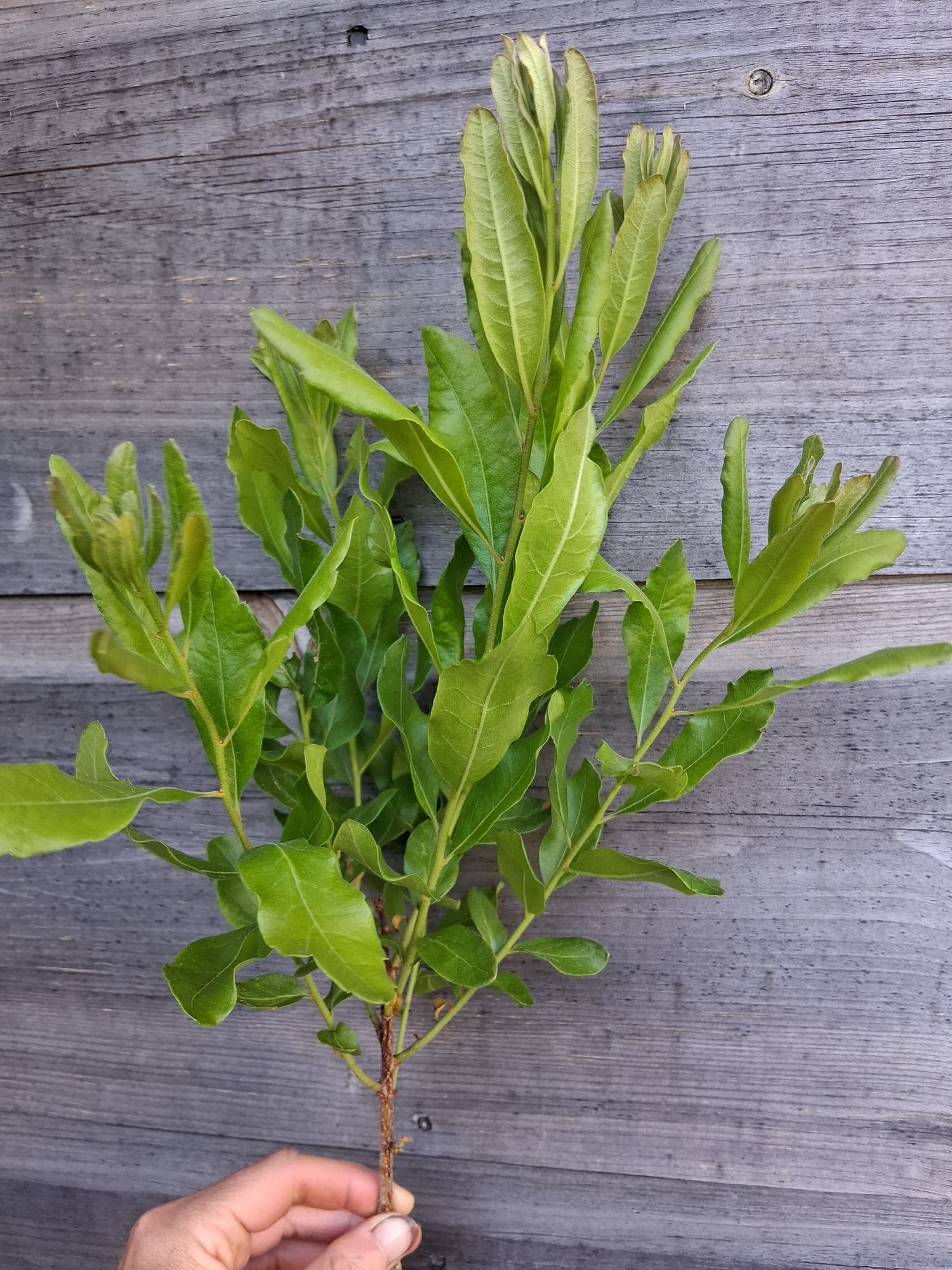 MYRICA pensylvanica