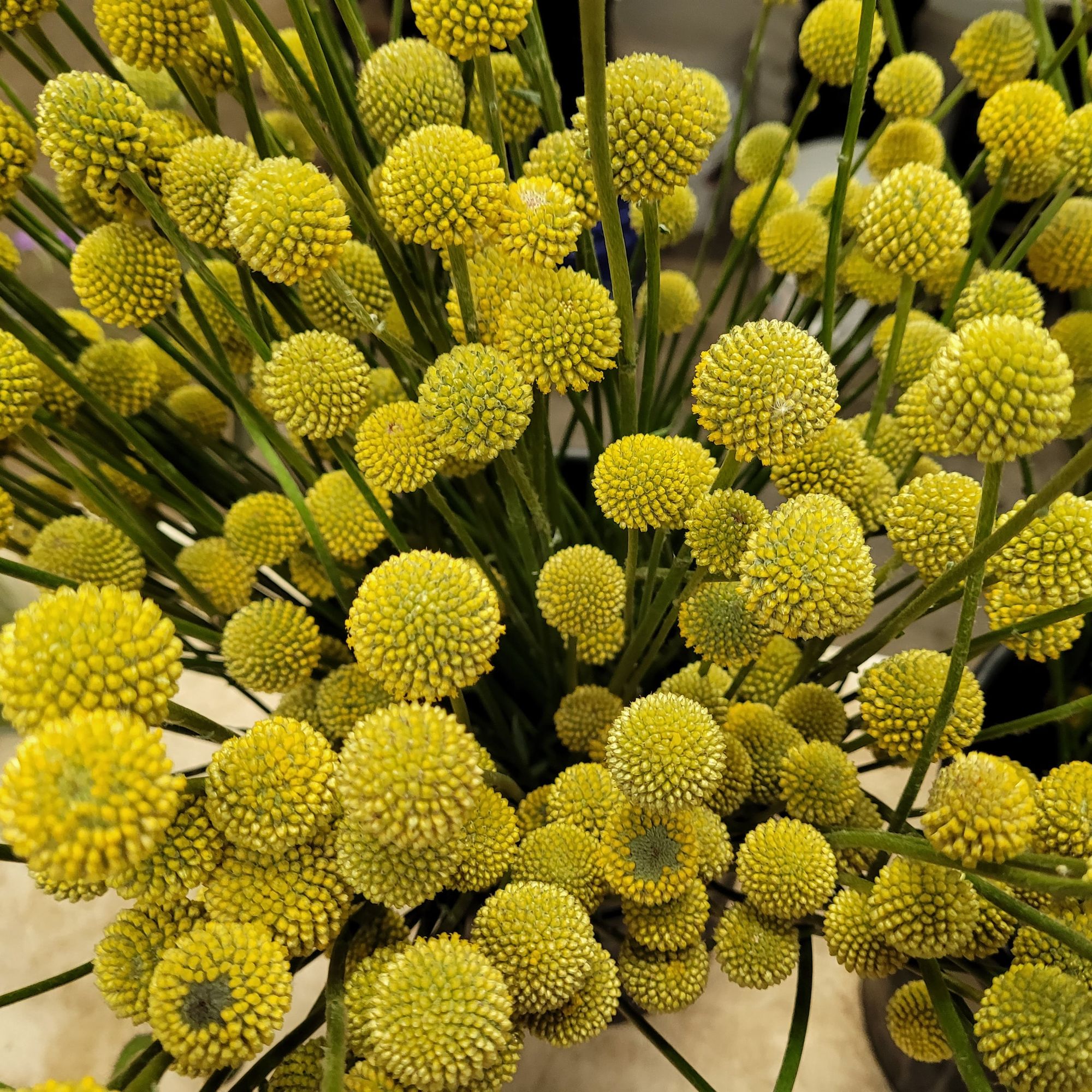 CRASPEDIA lanata