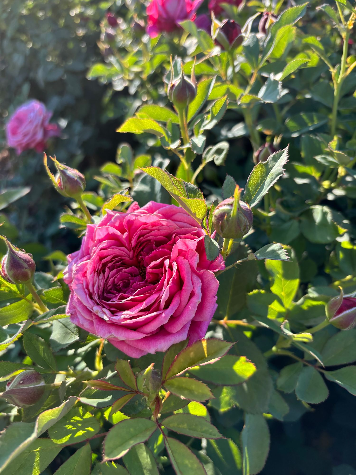 ROSA hybrida