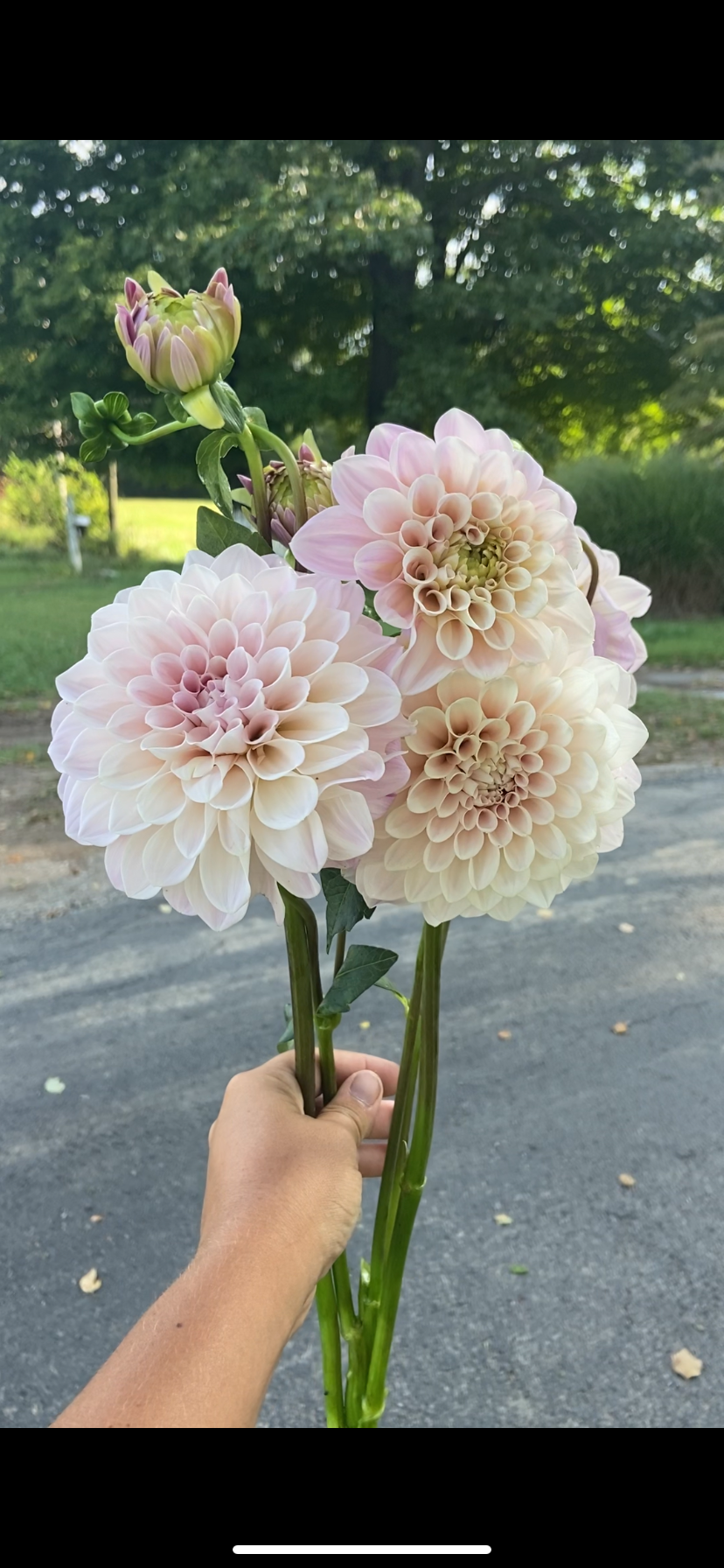 DAHLIA Sweet Nathalie