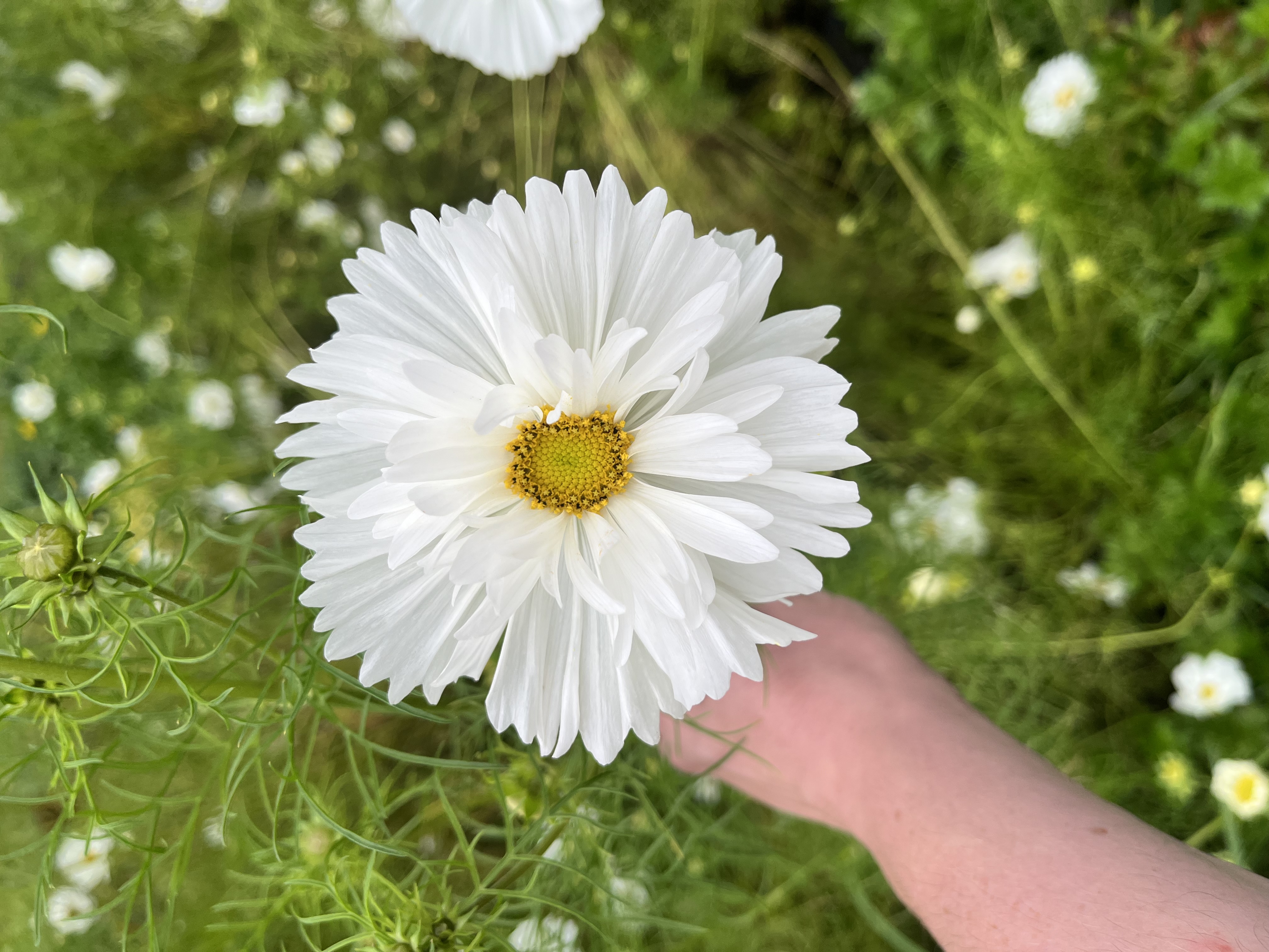 COSMOS bipinnatus Fizzy White