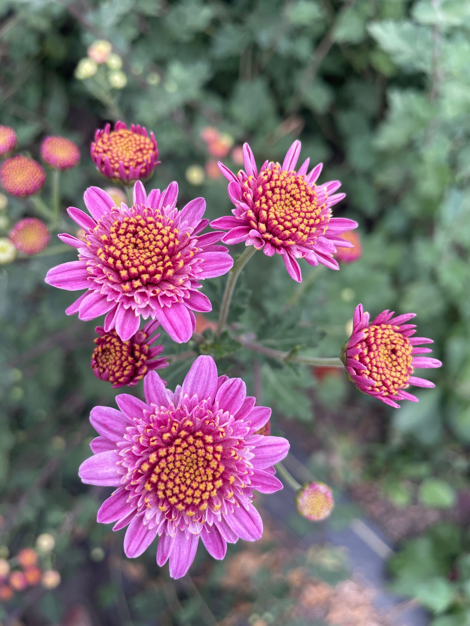 CHRYSANTHEMUM