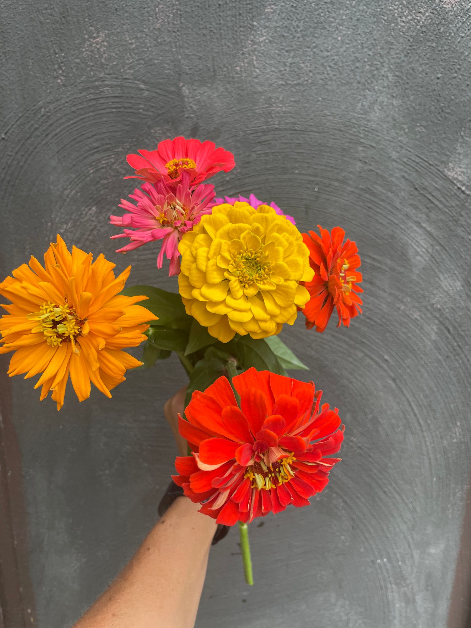 ZINNIA elegans Benarys Giant