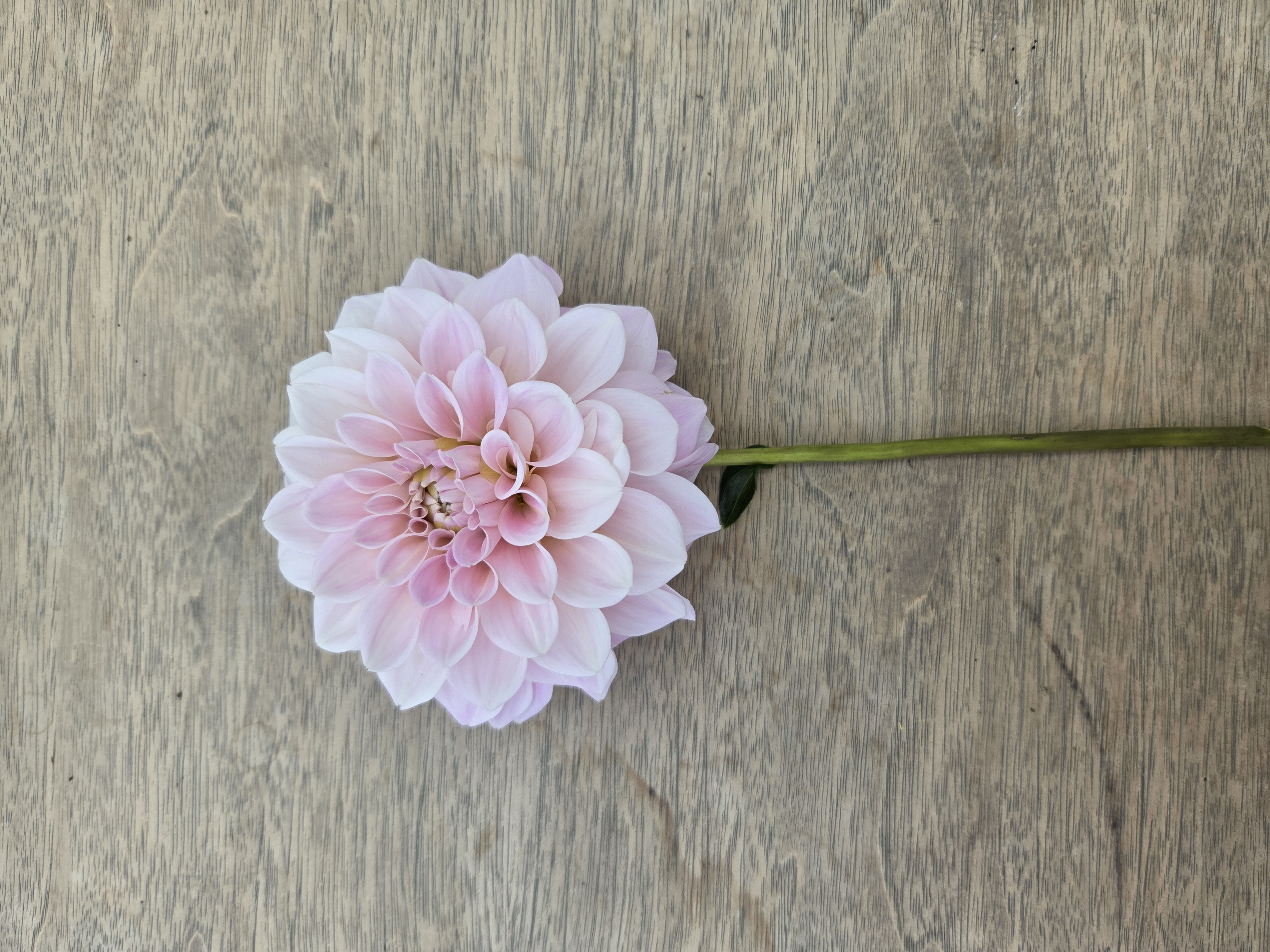 DAHLIA Sweet Nathalie