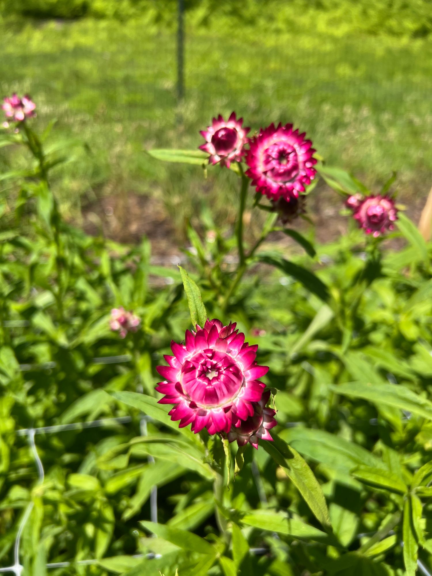 XEROCHRYSUM bracteatum Cranberry Rose