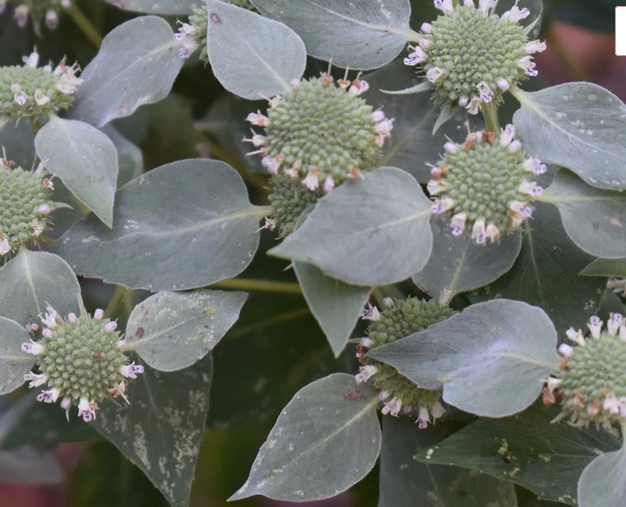 PYCNANTHEMUM incanum