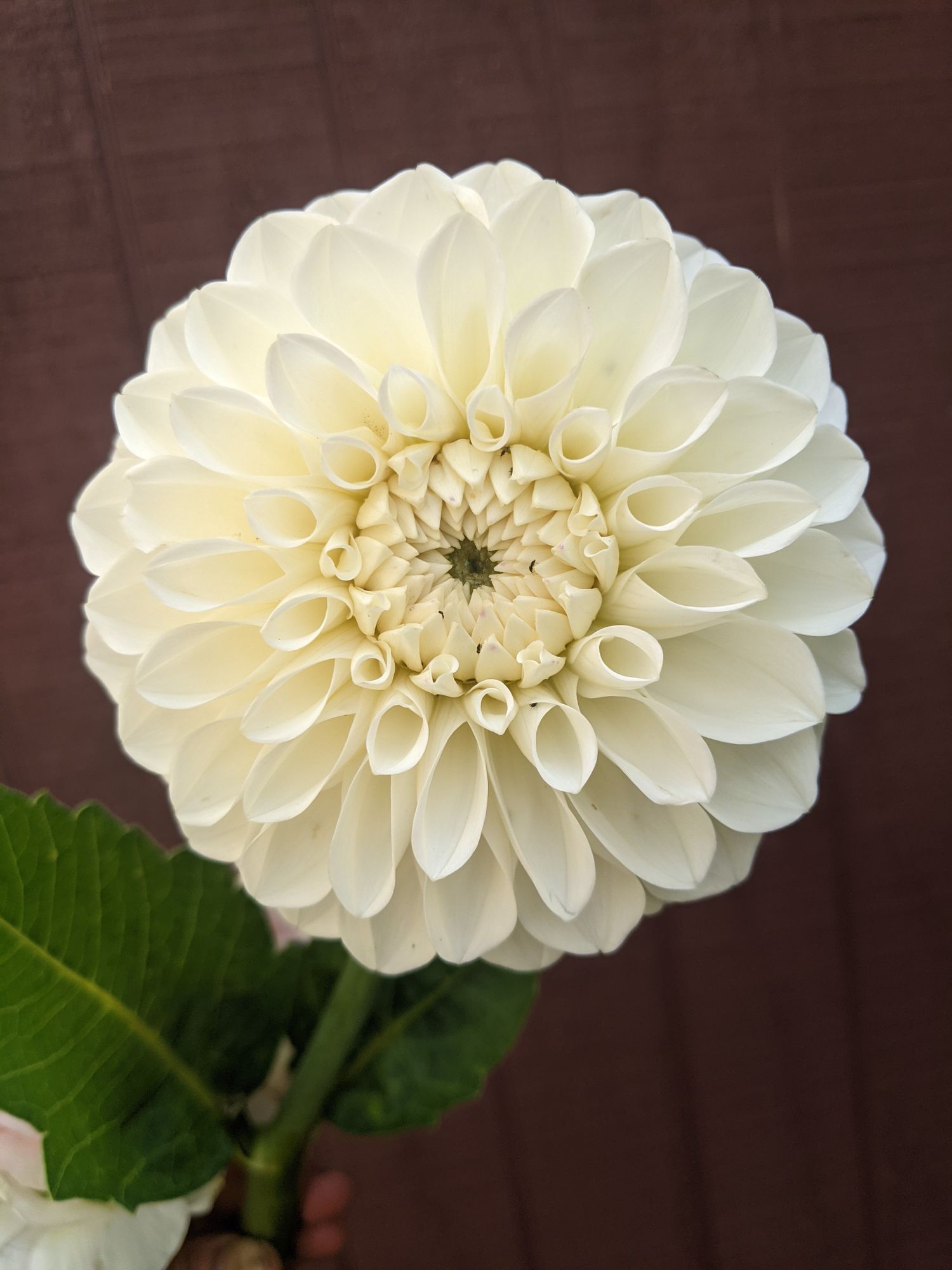 DAHLIA Boom Boom White