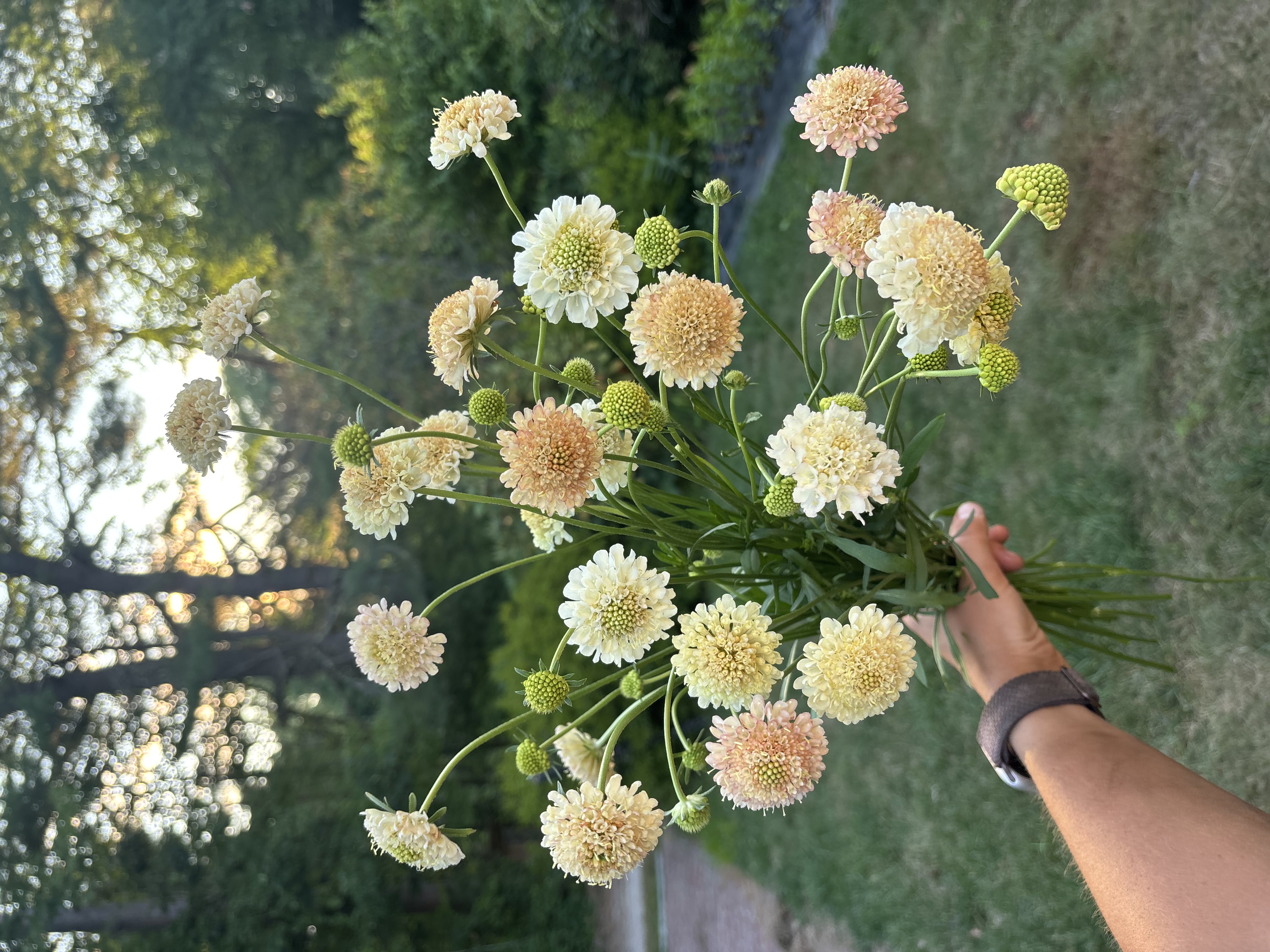 SCABIOSA atropurpurea Fata Morgana