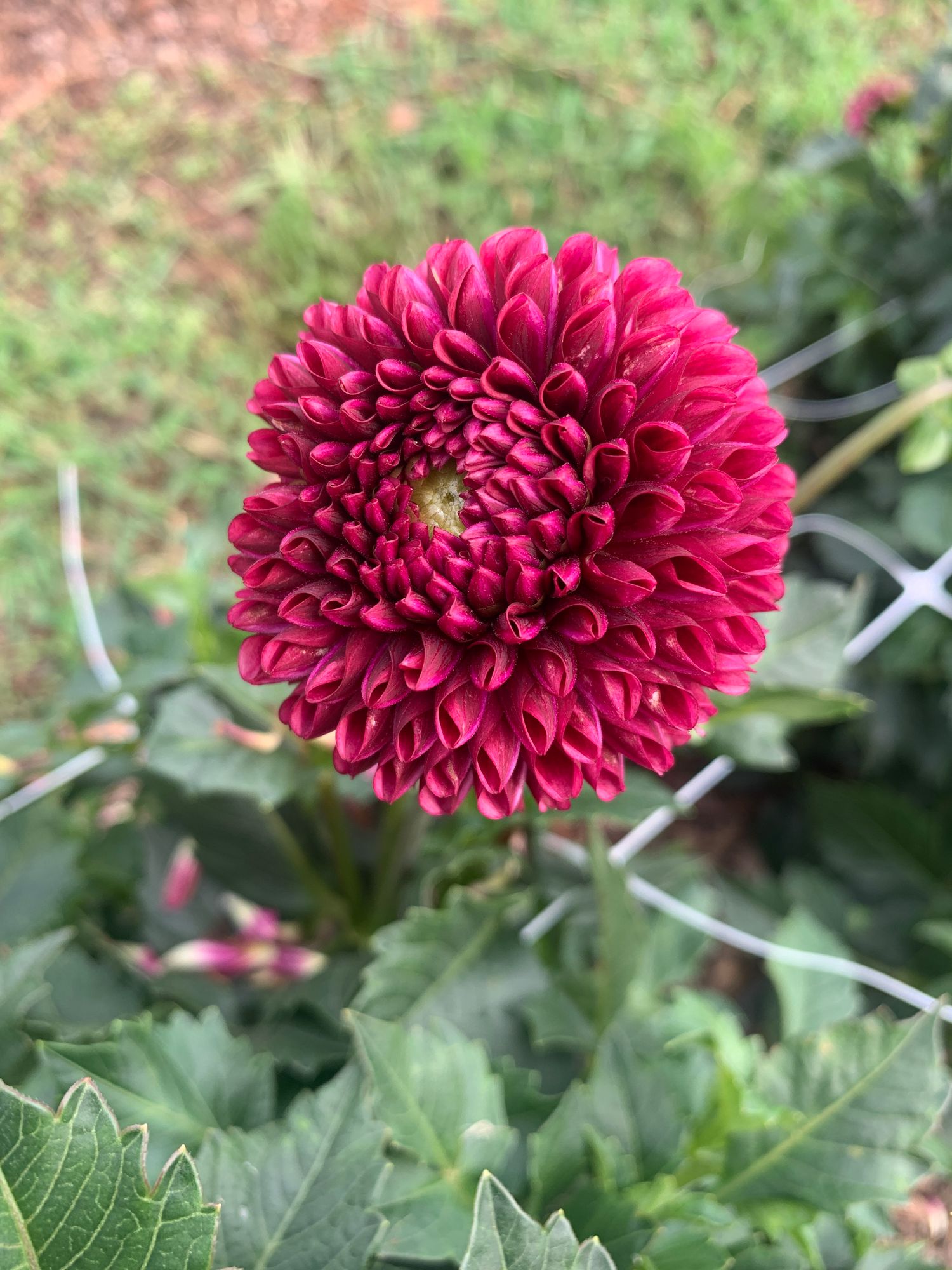 DAHLIA Copper Boy