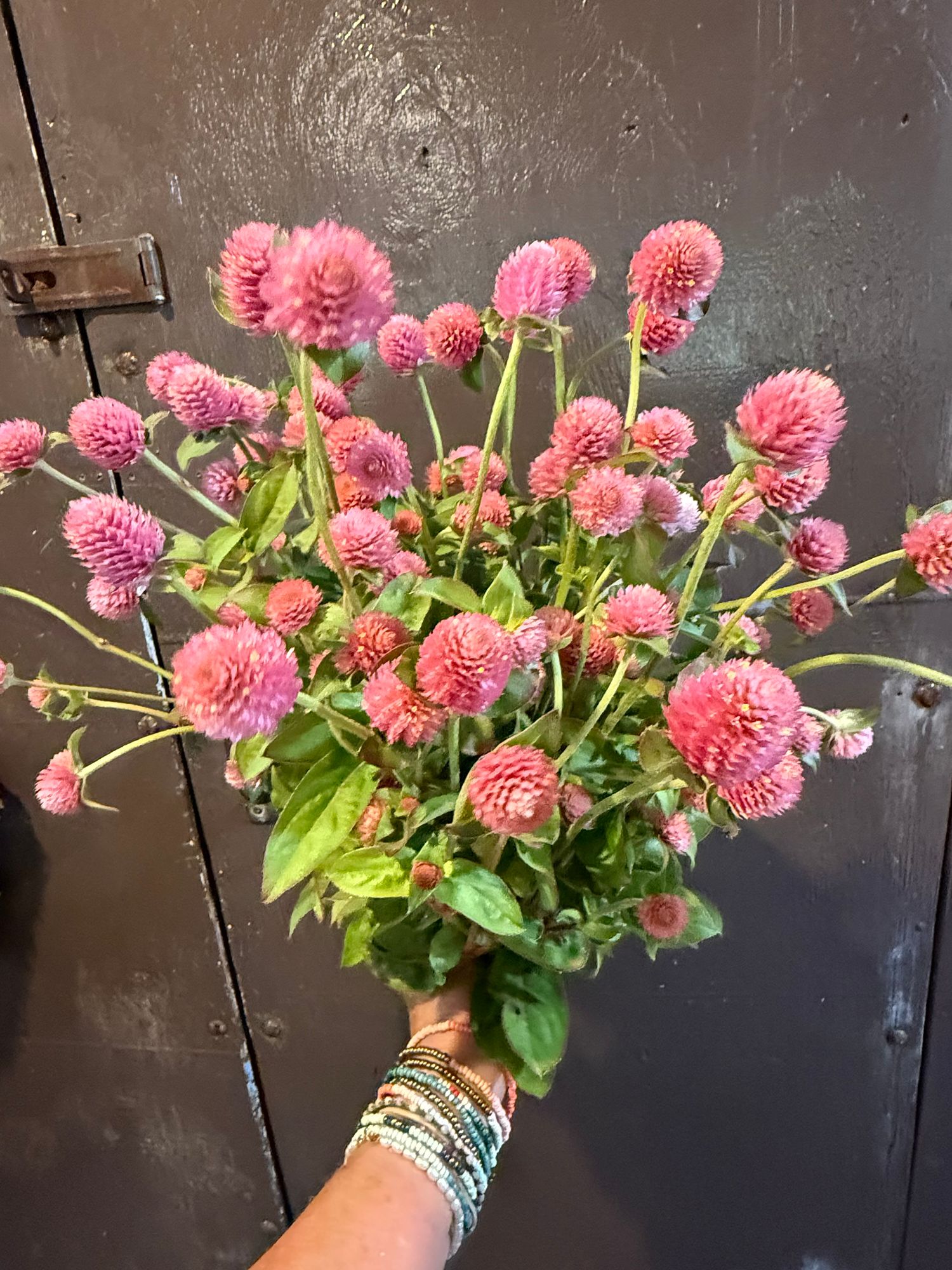 GOMPHRENA globosa