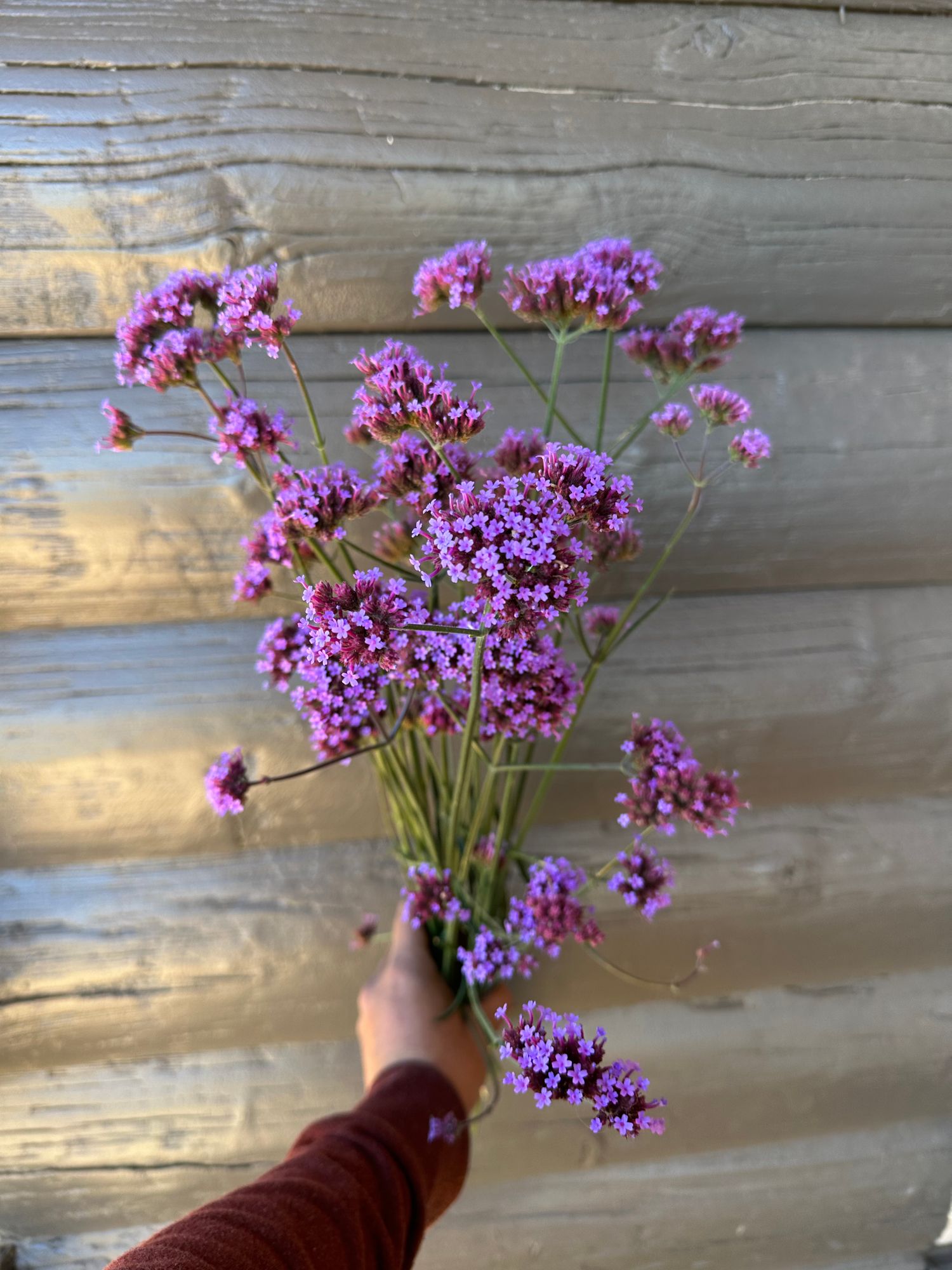 VERBENA bonariensis