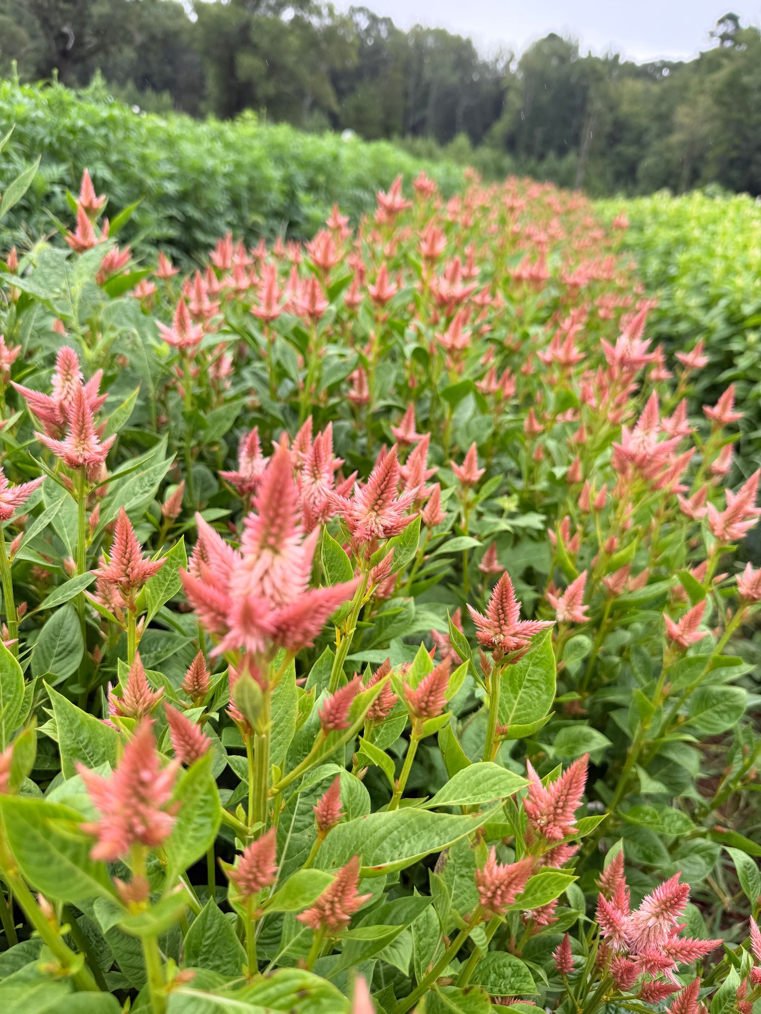 CELOSIA argentea spicata Celway Salmon