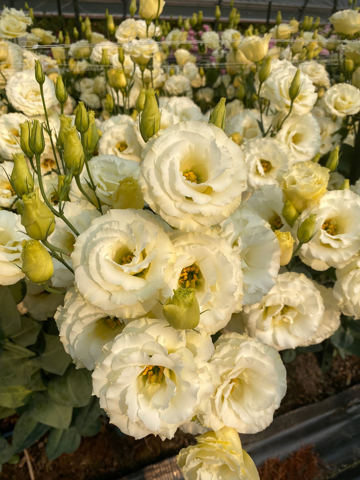 EUSTOMA grandiflorum Arena 3 Gold