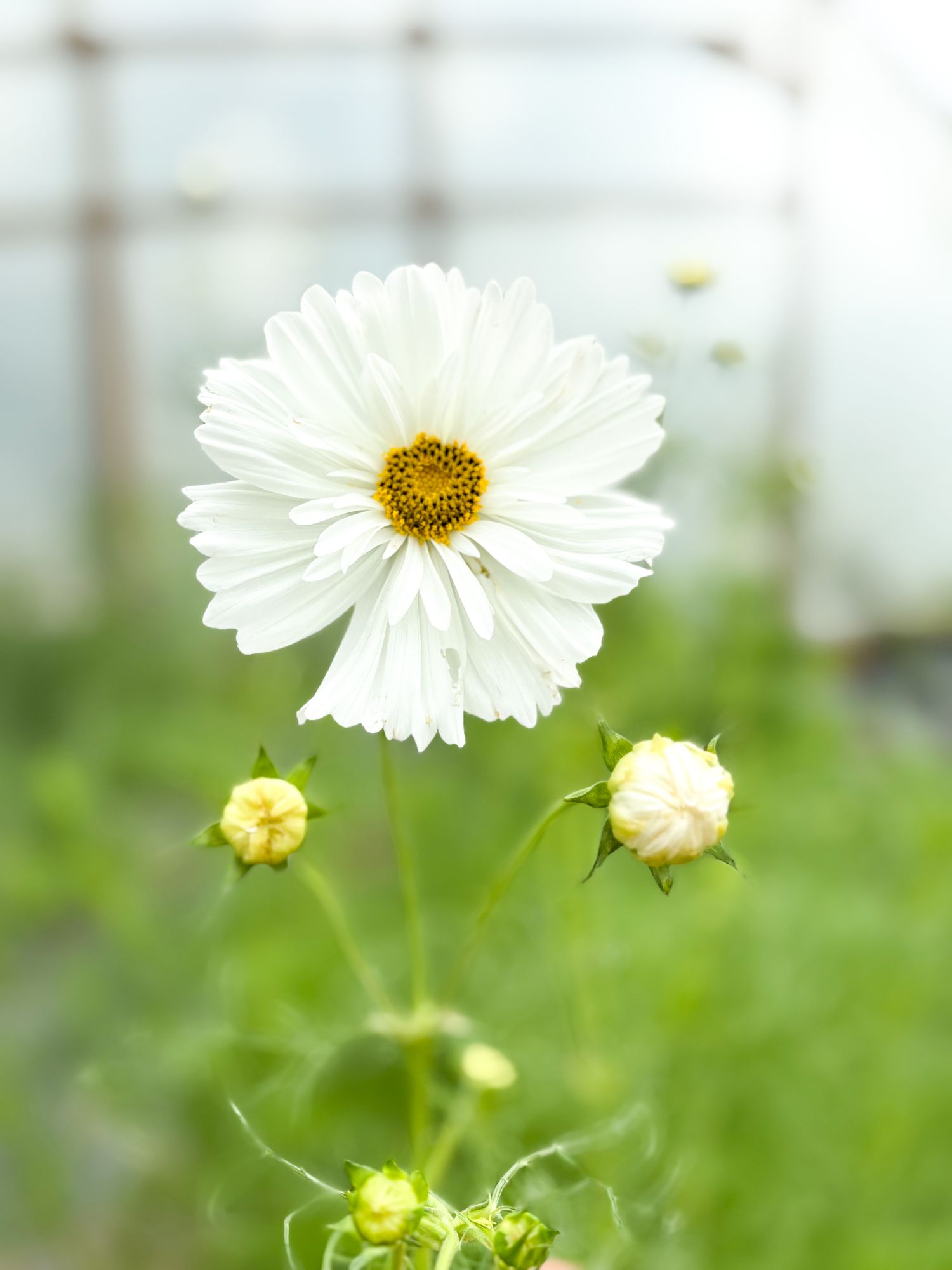 COSMOS bipinnatus Fizzy White
