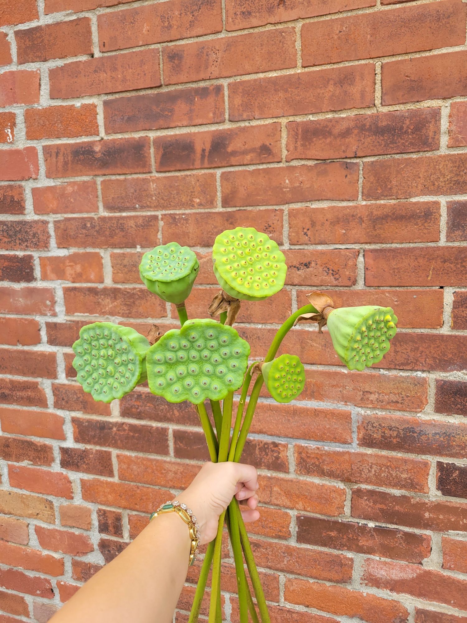 NELUMBO