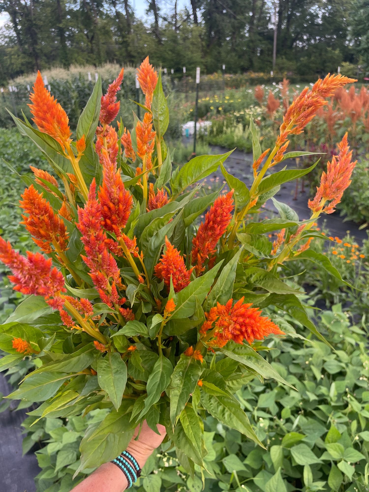 CELOSIA argentea var. plumosa Sunday Series