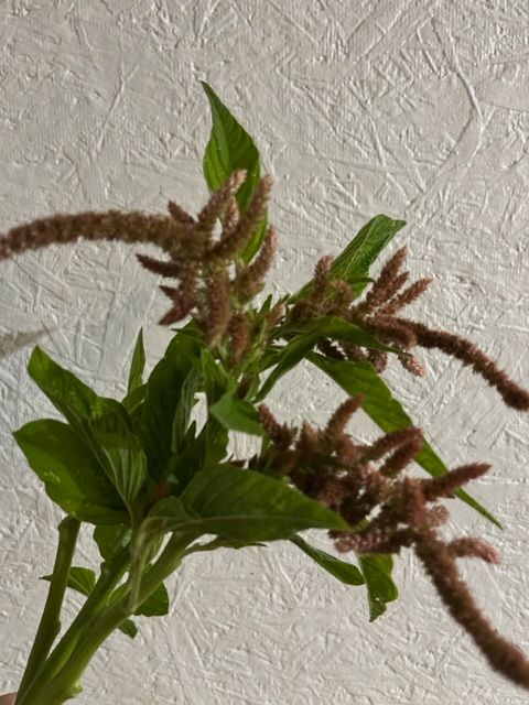 AMARANTHUS caudatus Coral Fountains