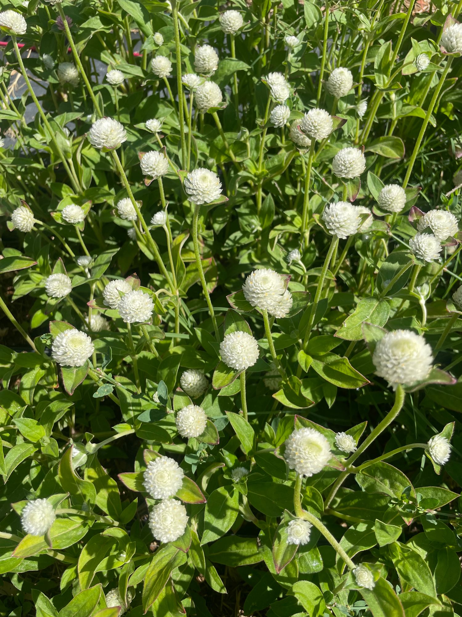 GOMPHRENA globosa