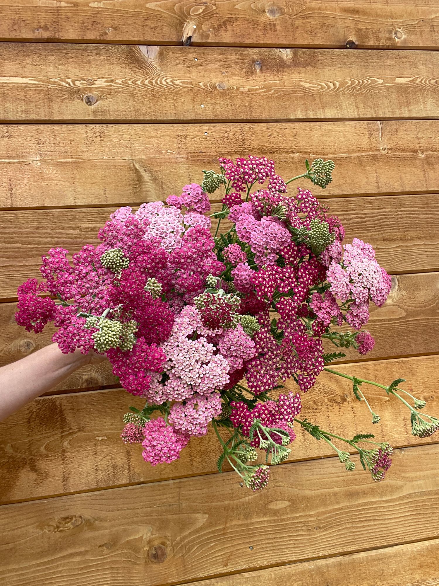 ACHILLEA millefolium