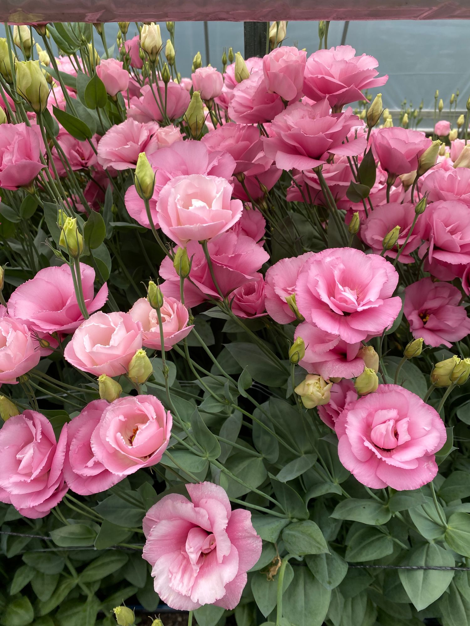 EUSTOMA grandiflorum Arena