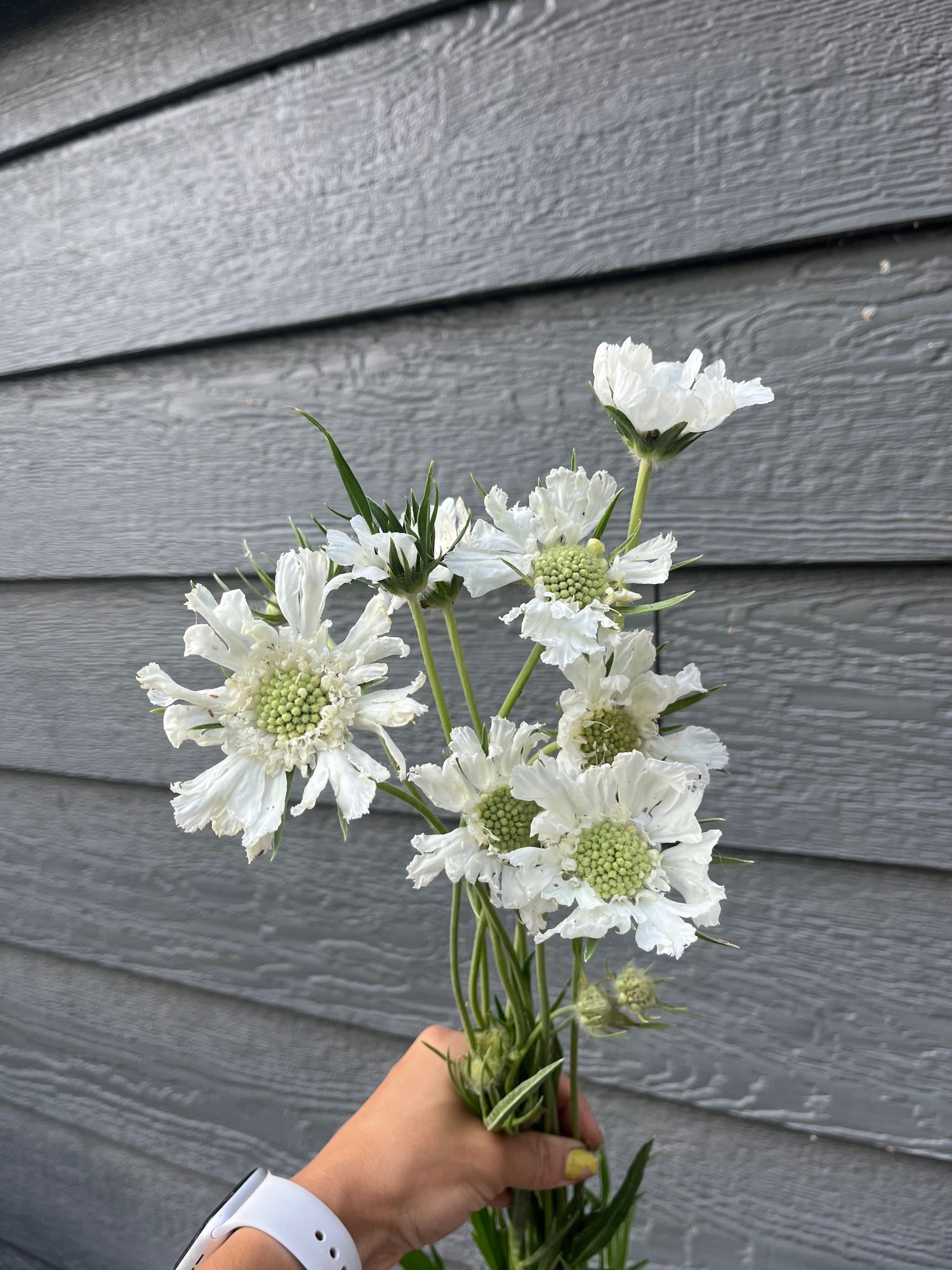 SCABIOSA caucasica Fama White