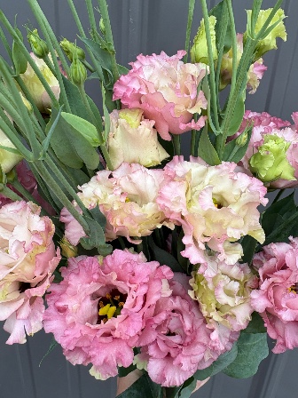 EUSTOMA grandiflorum Celeb Madonna