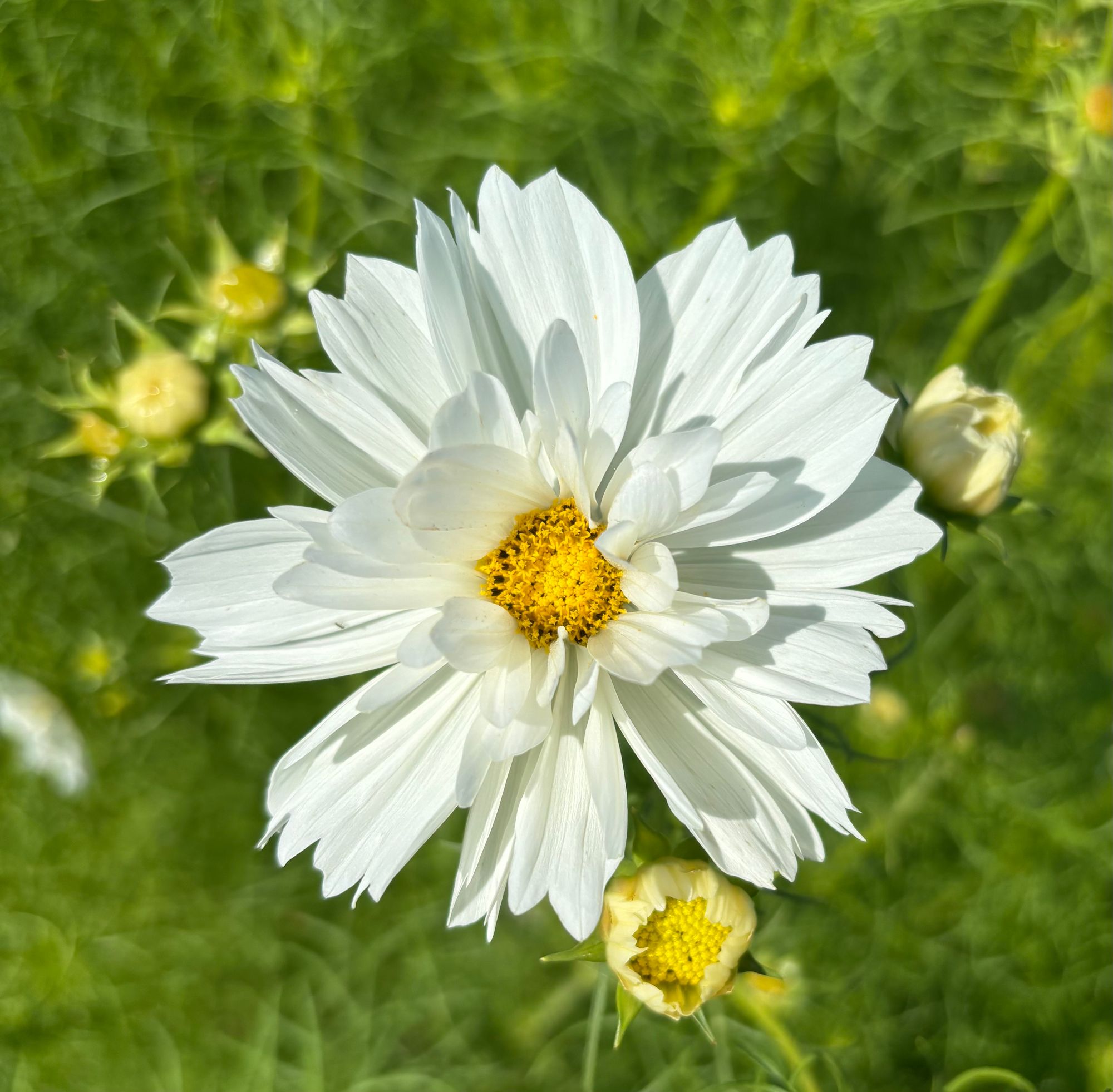 COSMOS bipinnatus Cupcakes