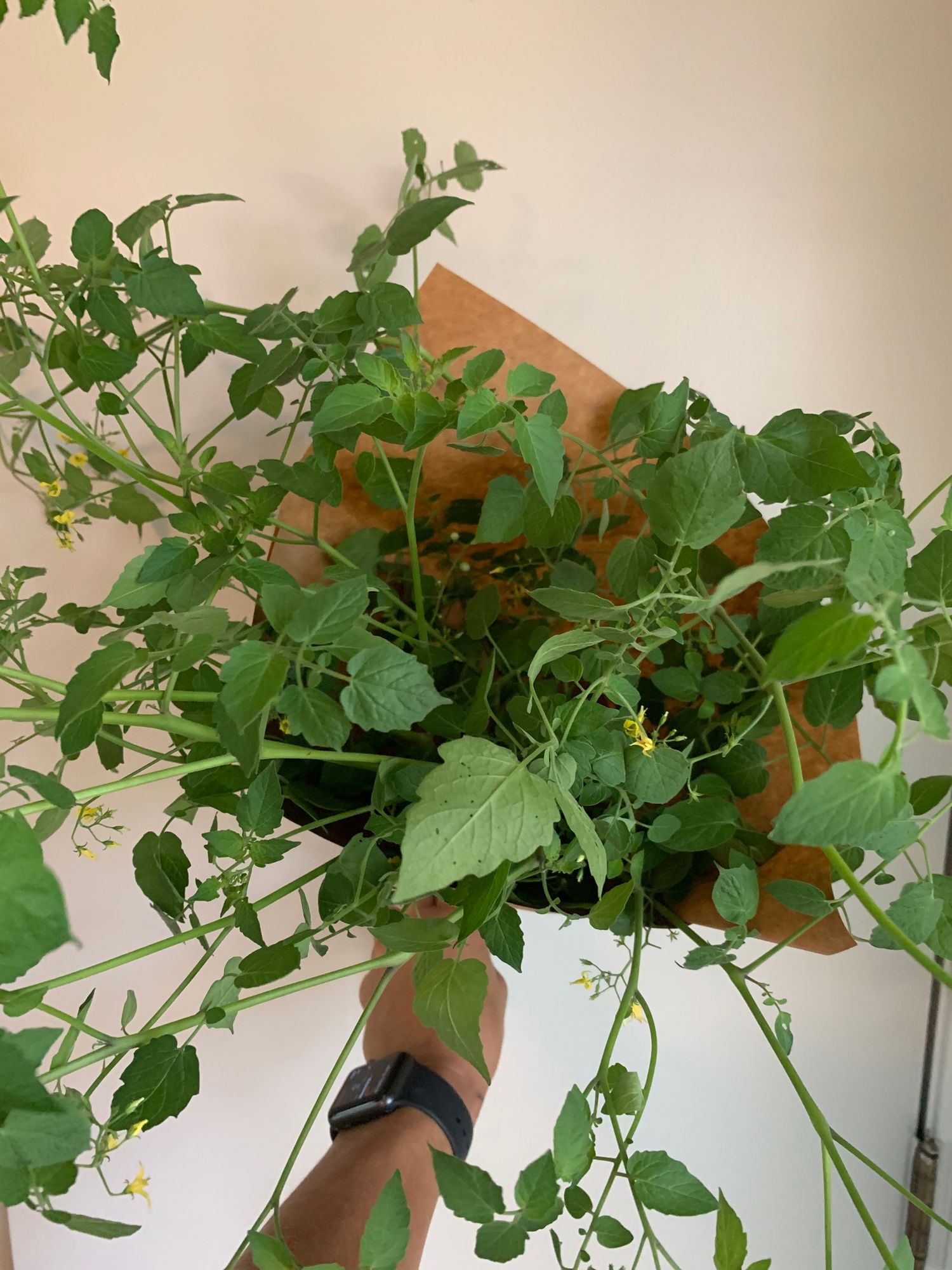 SOLANUM lycopersicum