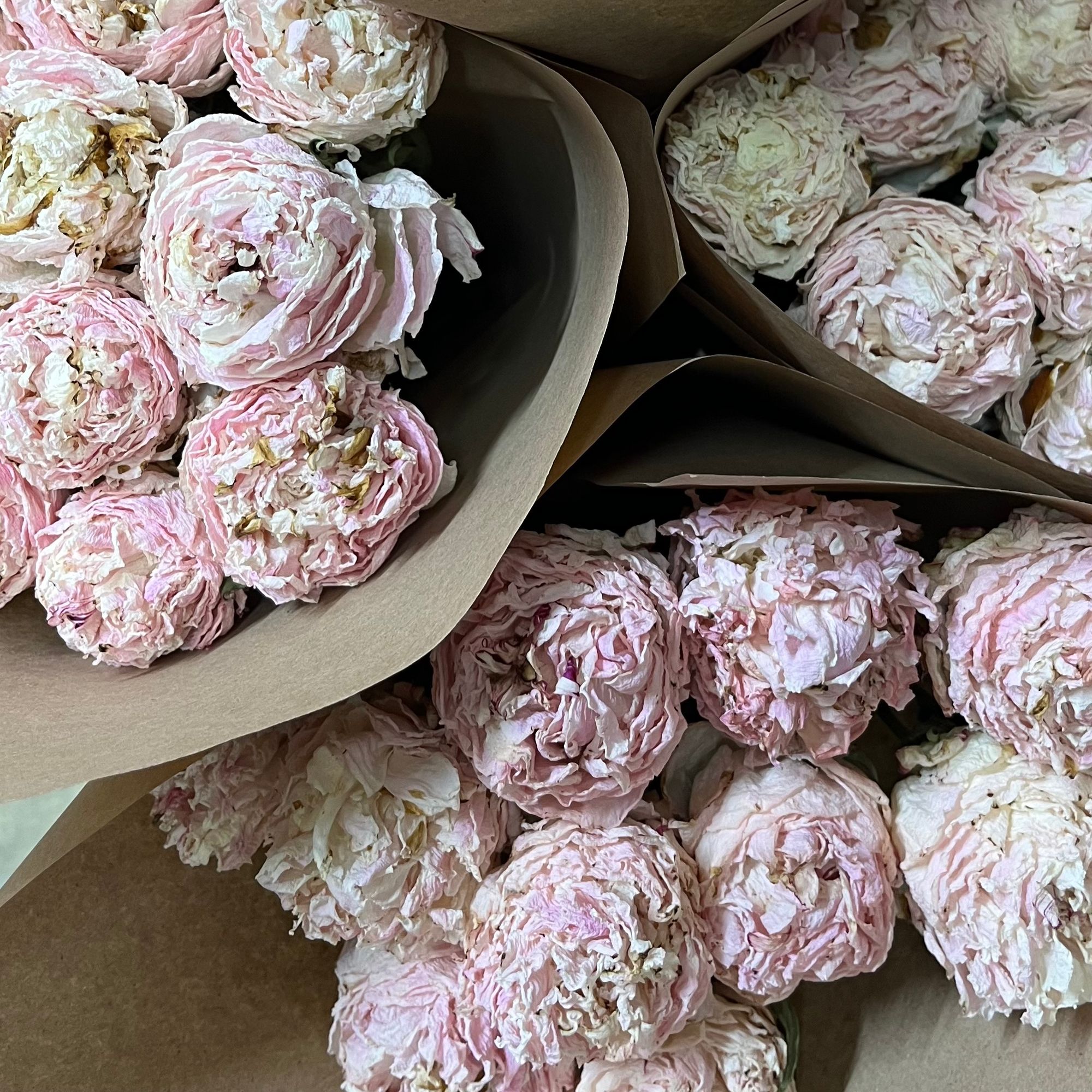 PAEONIA