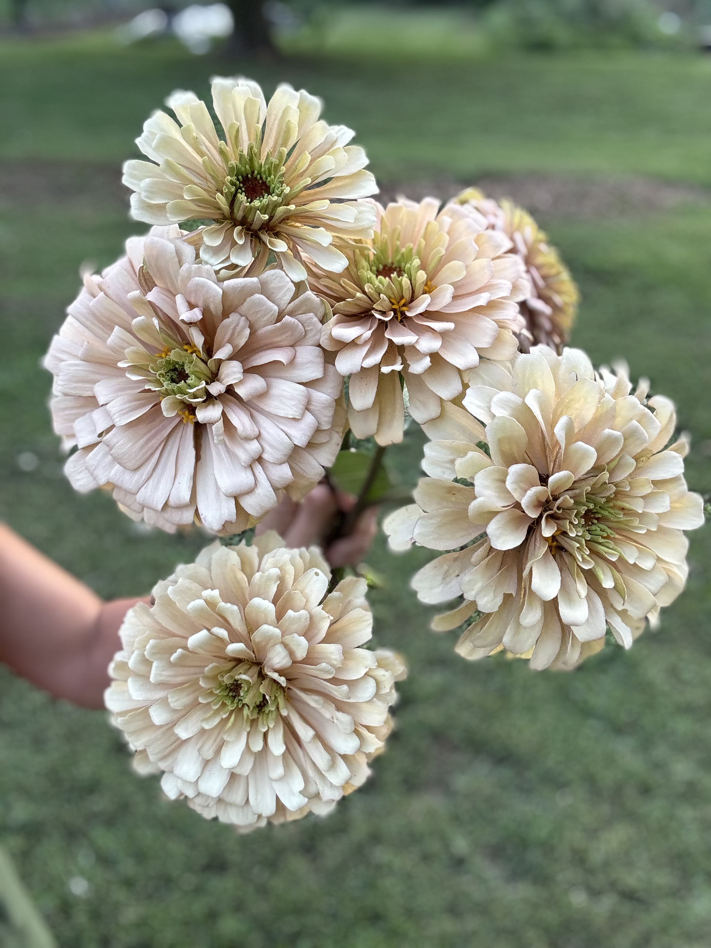 ZINNIA elegans Linen