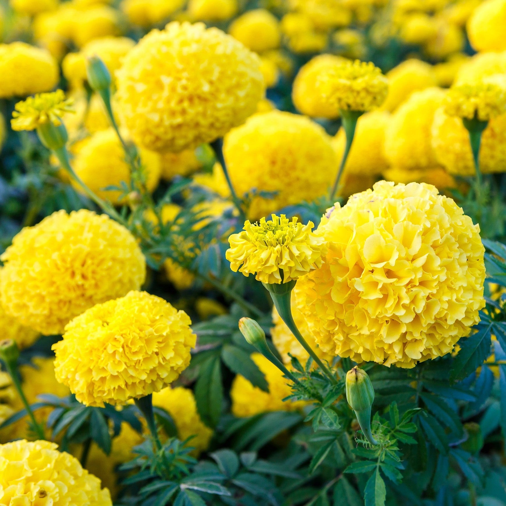 TAGETES erecta Coco Yellow