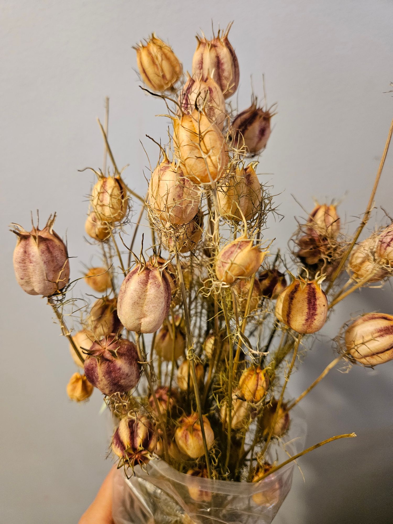 NIGELLA (Dried)