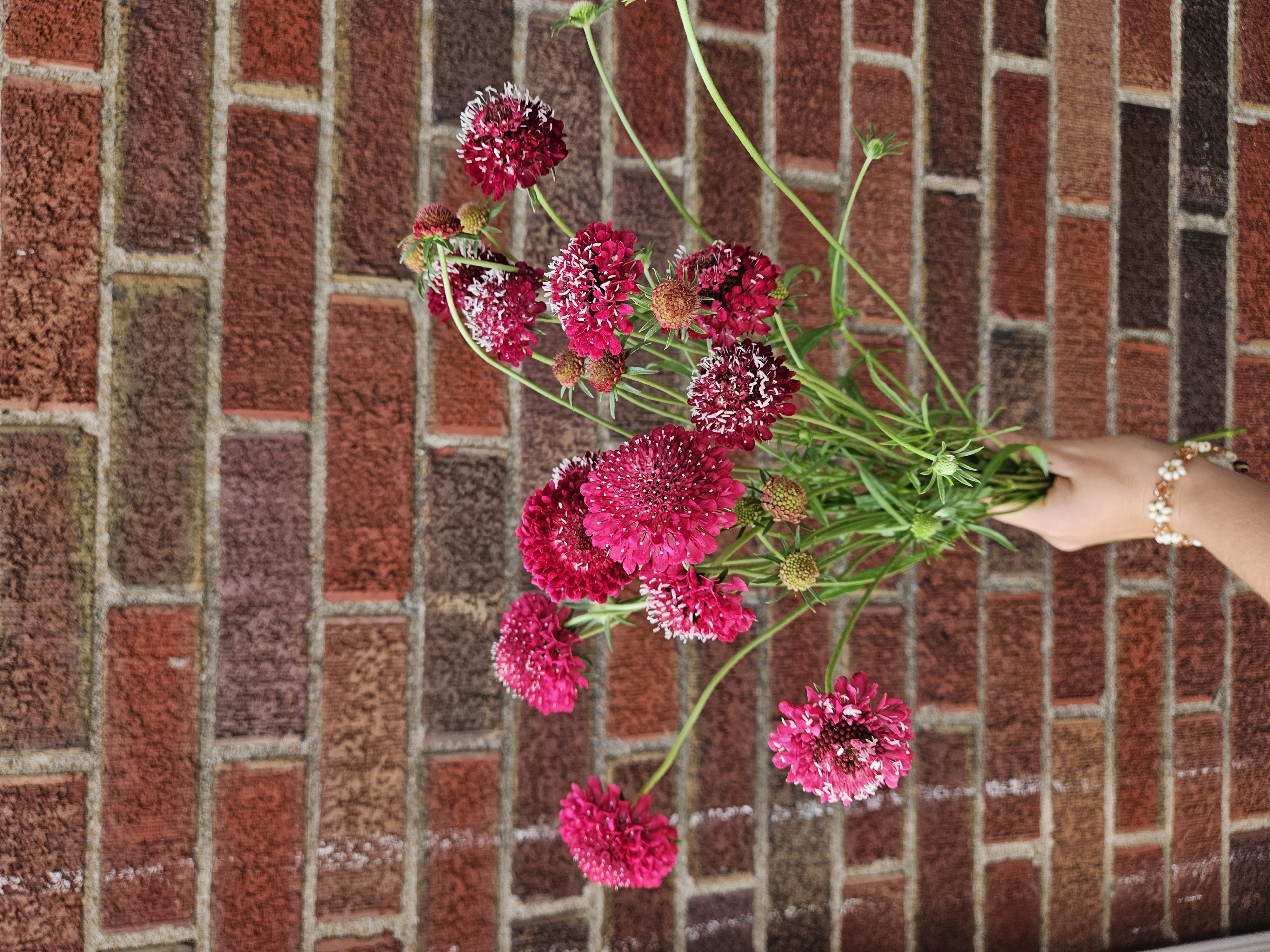 SCABIOSA atropurpurea Fire King